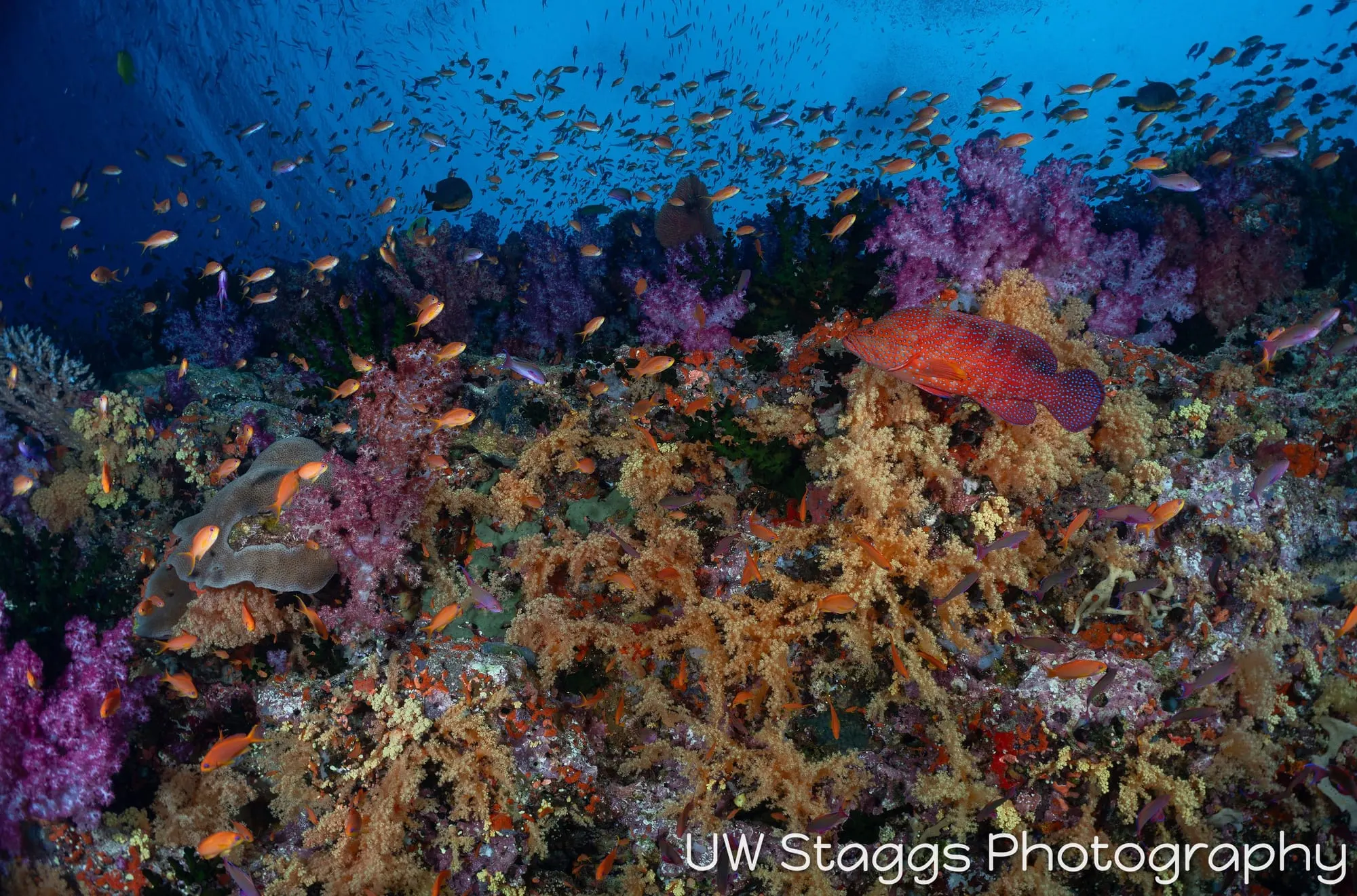 Reef Scene — Bligh Waters, Fiji
