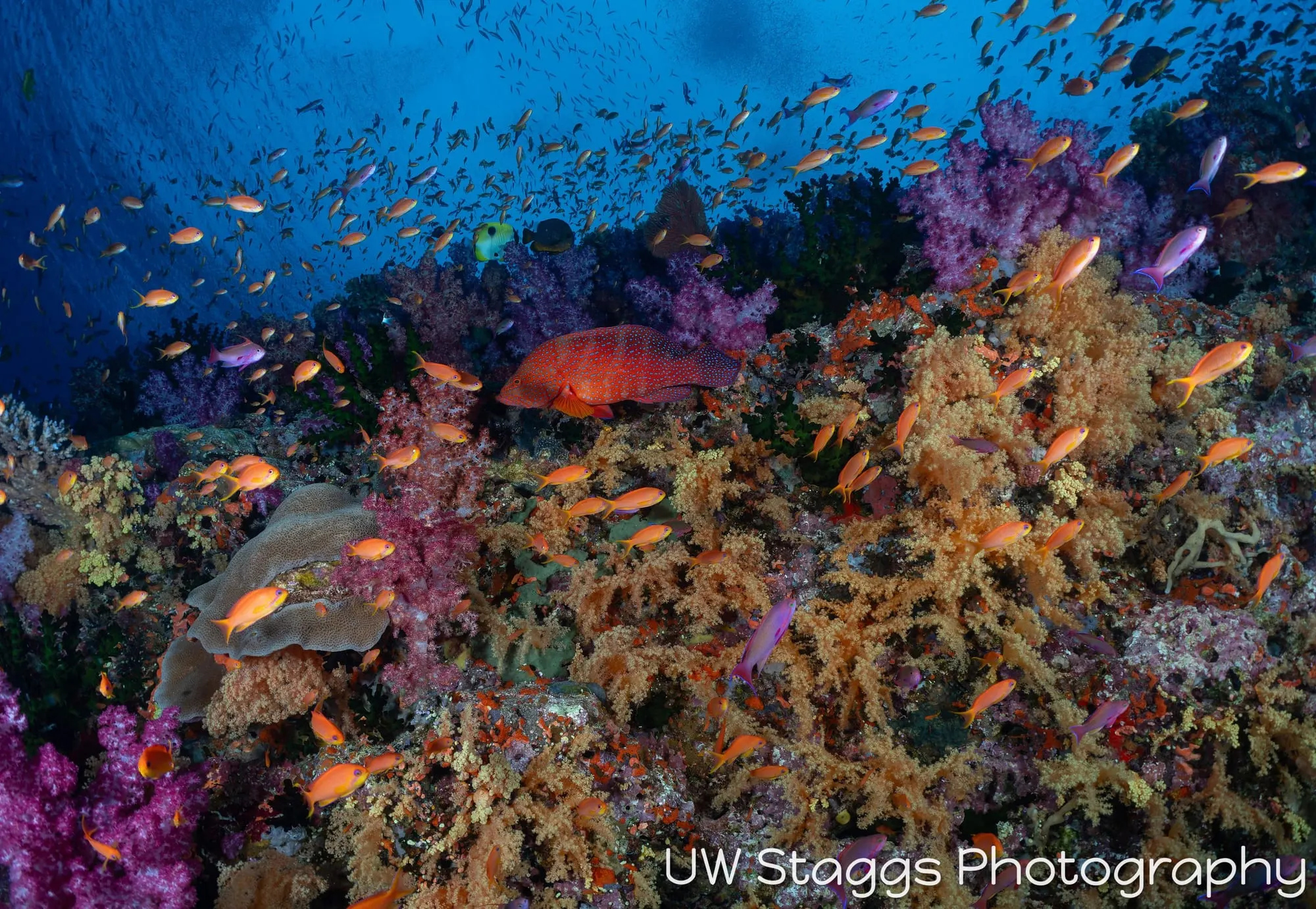 Reef Scene — Bligh Waters, Fiji