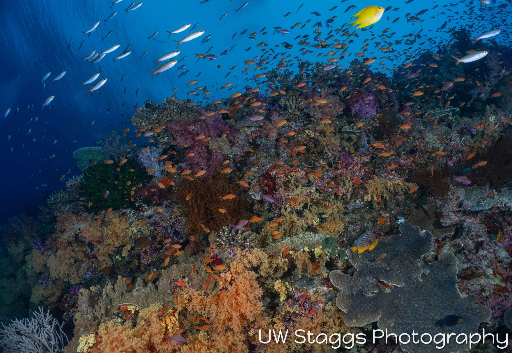Reef Scene — Bligh Waters, Fiji