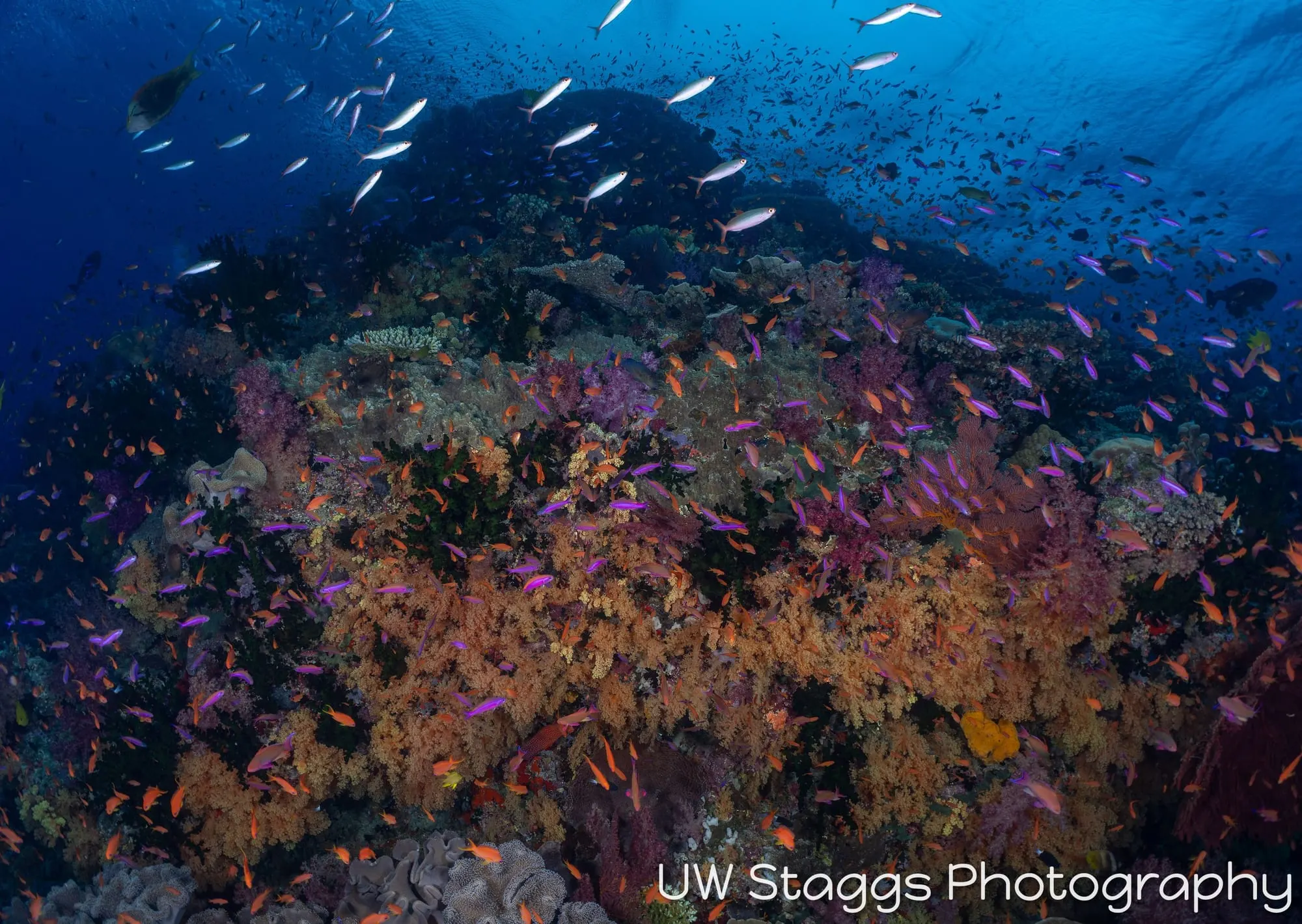 Reef Scene — Bligh Waters, Fiji