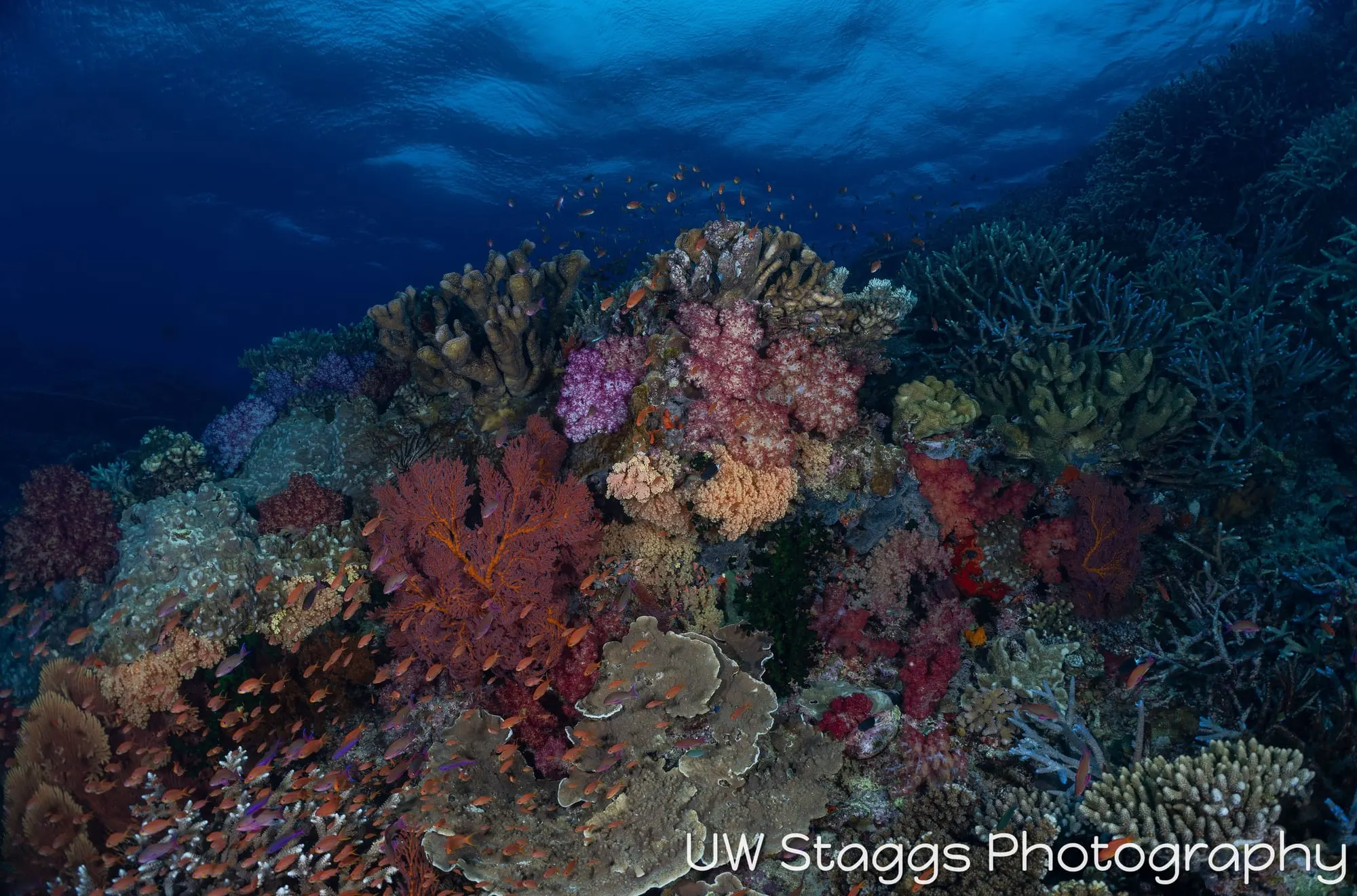 Reef Scene — Bligh Waters, Fiji