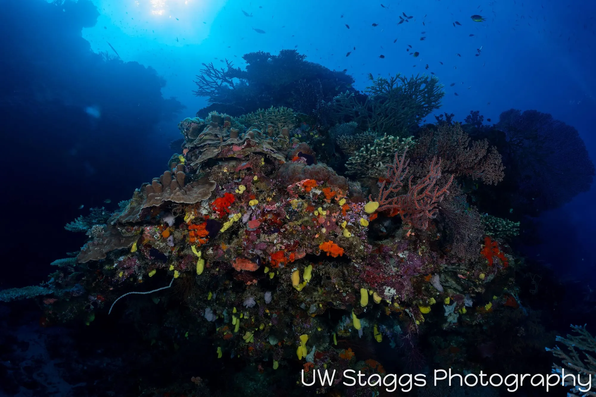 Reef Scene — Bligh Waters, Fiji