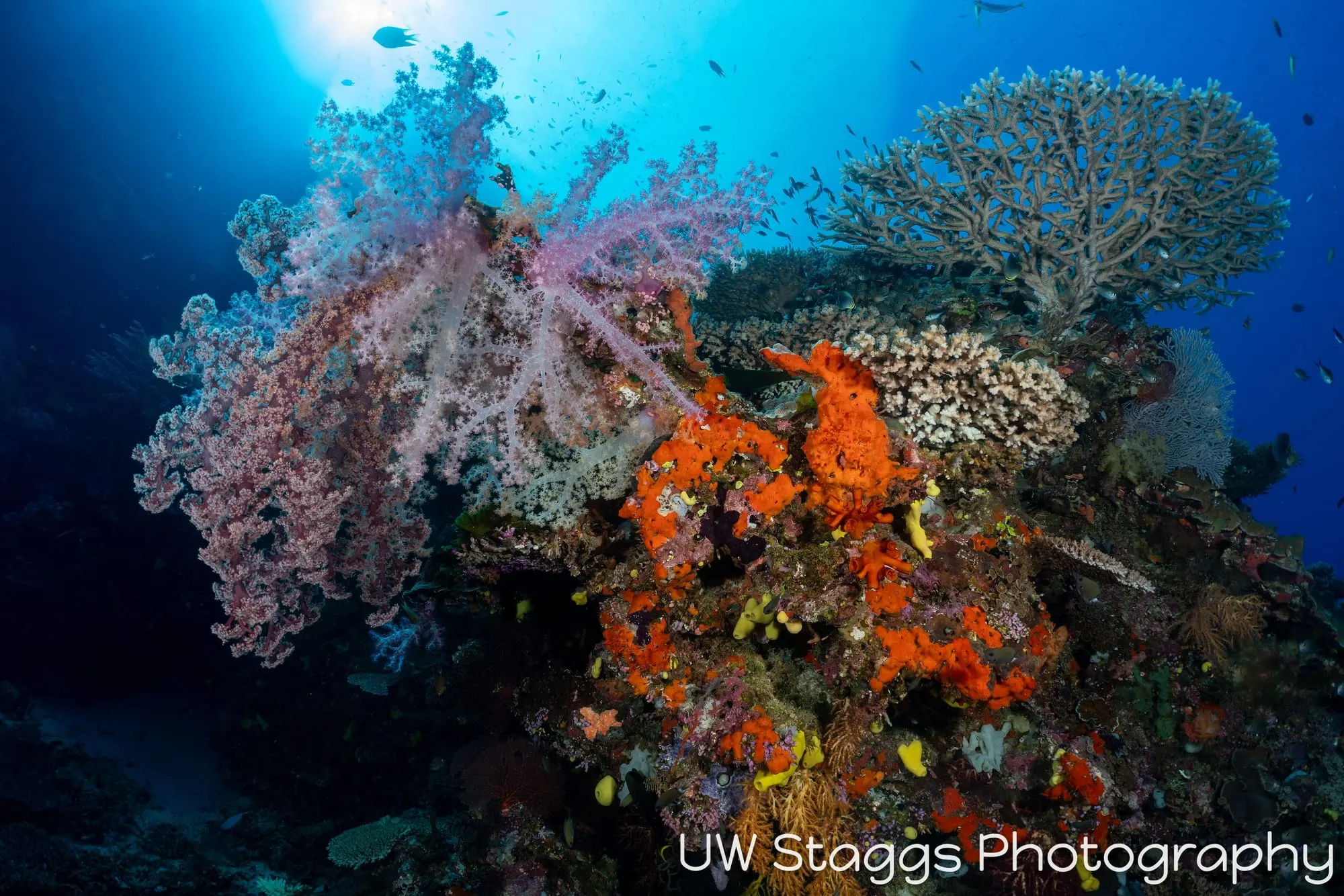 Reef Scene — Bligh Waters, Fiji