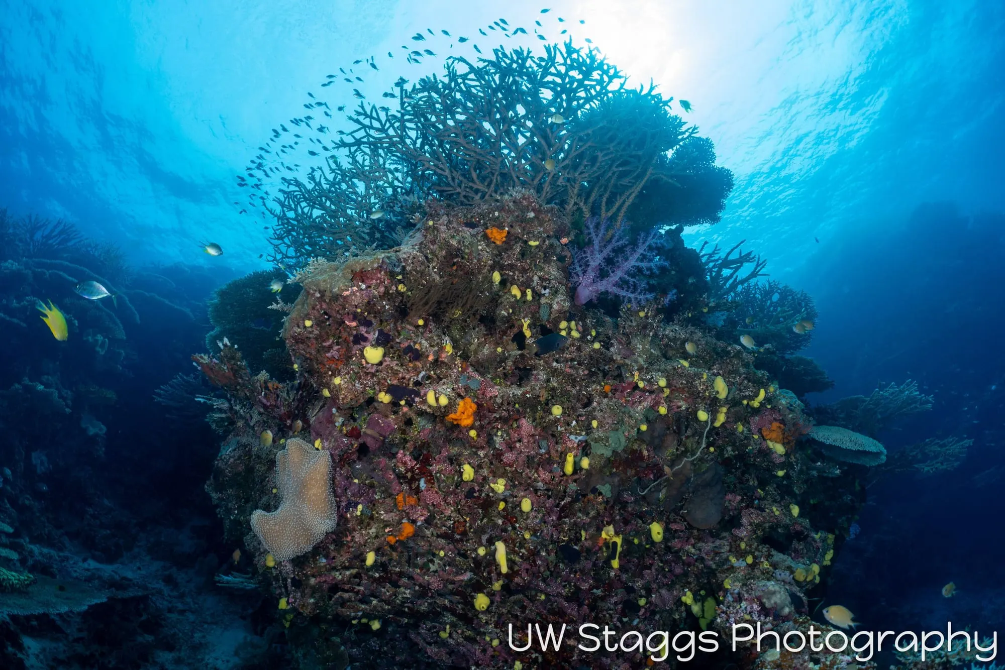 Reef Scene — Bligh Waters, Fiji