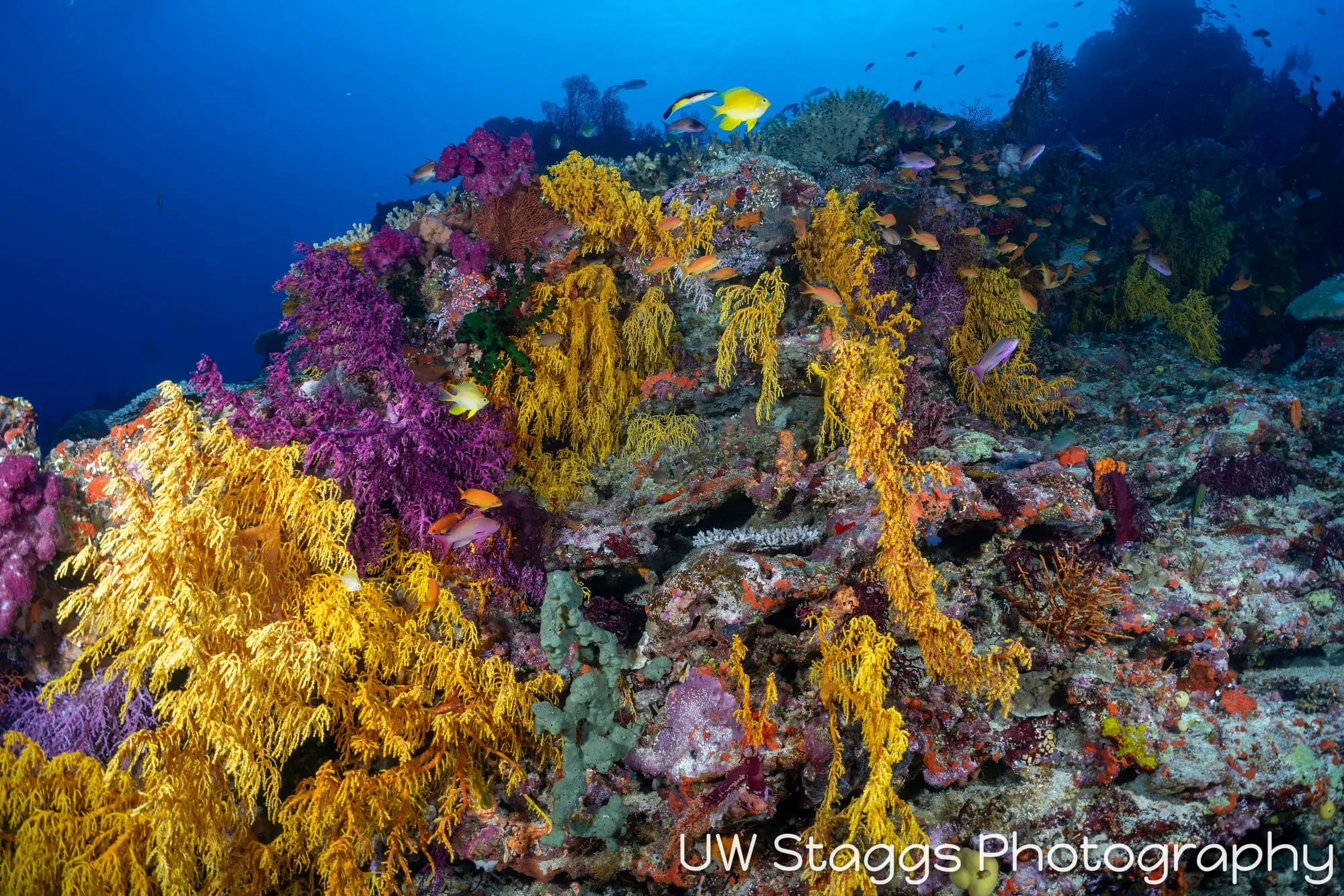 Reef Scene — Bligh Waters, Fiji
