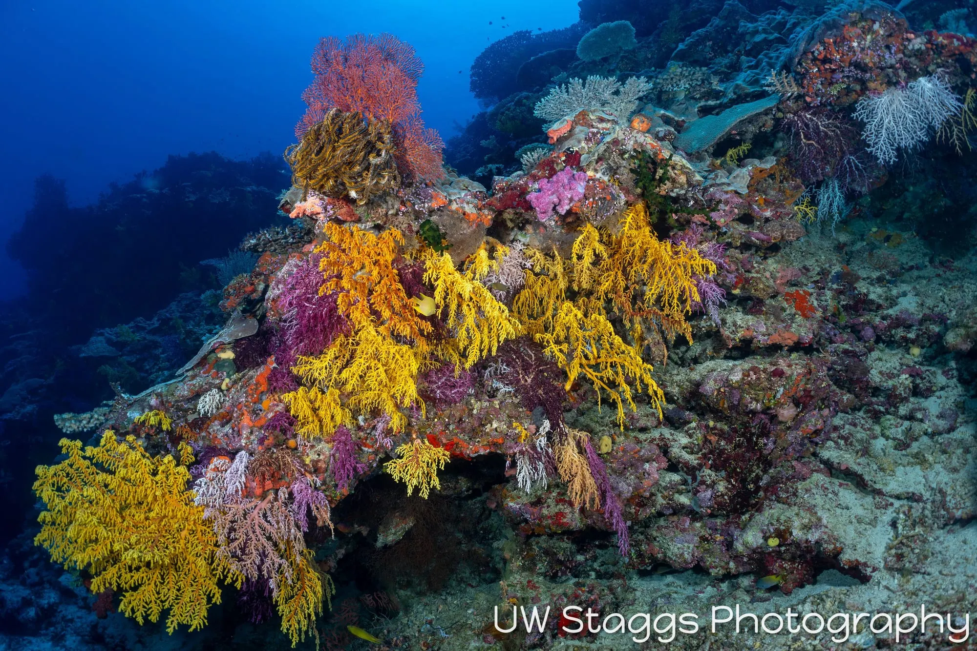 Reef Scene — Bligh Waters, Fiji