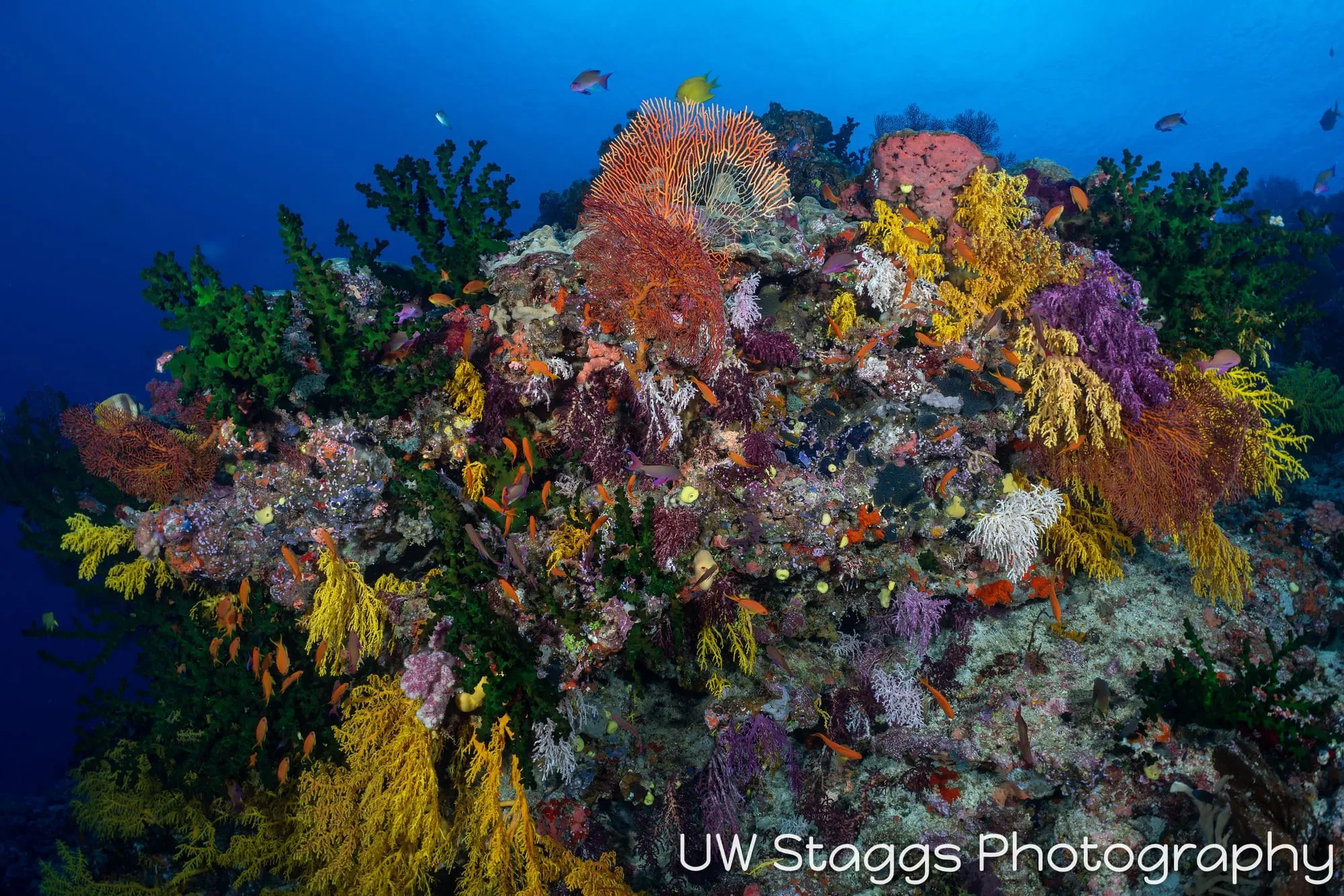 Reef Scene — Bligh Waters, Fiji