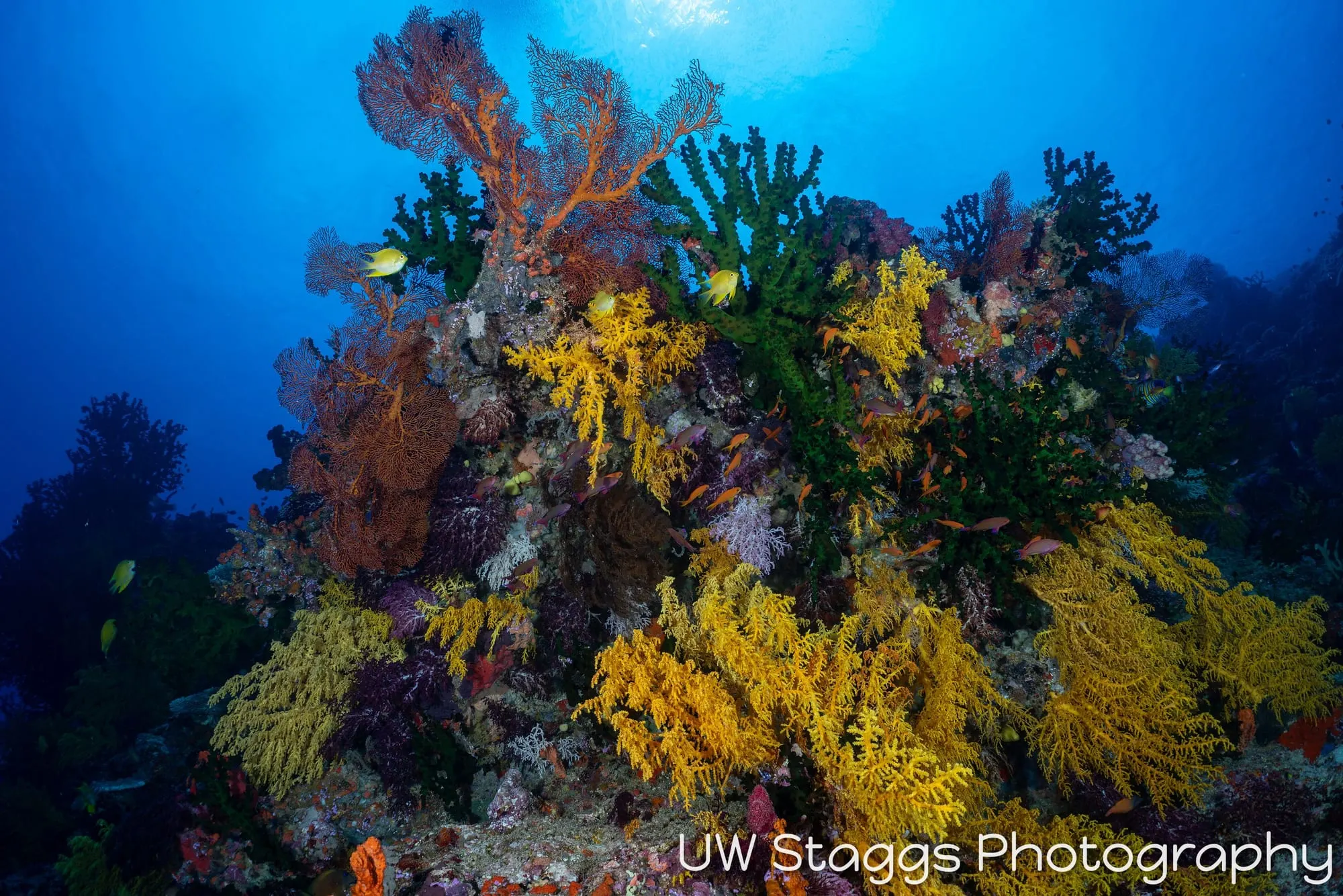 Reef Scene — Bligh Waters, Fiji