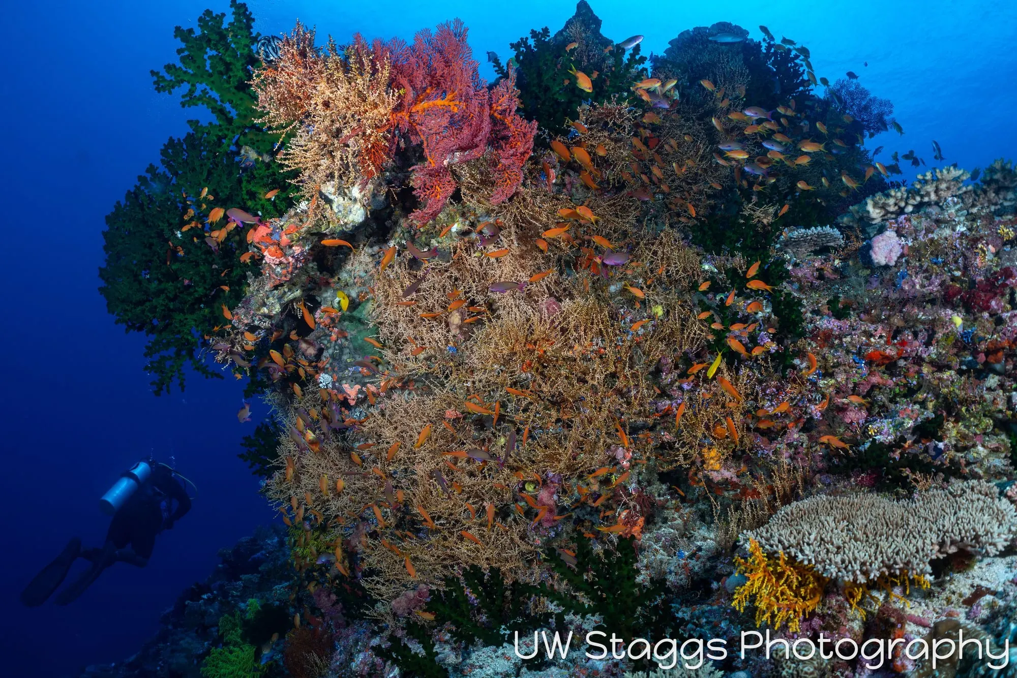 Reef Scene — Bligh Waters, Fiji