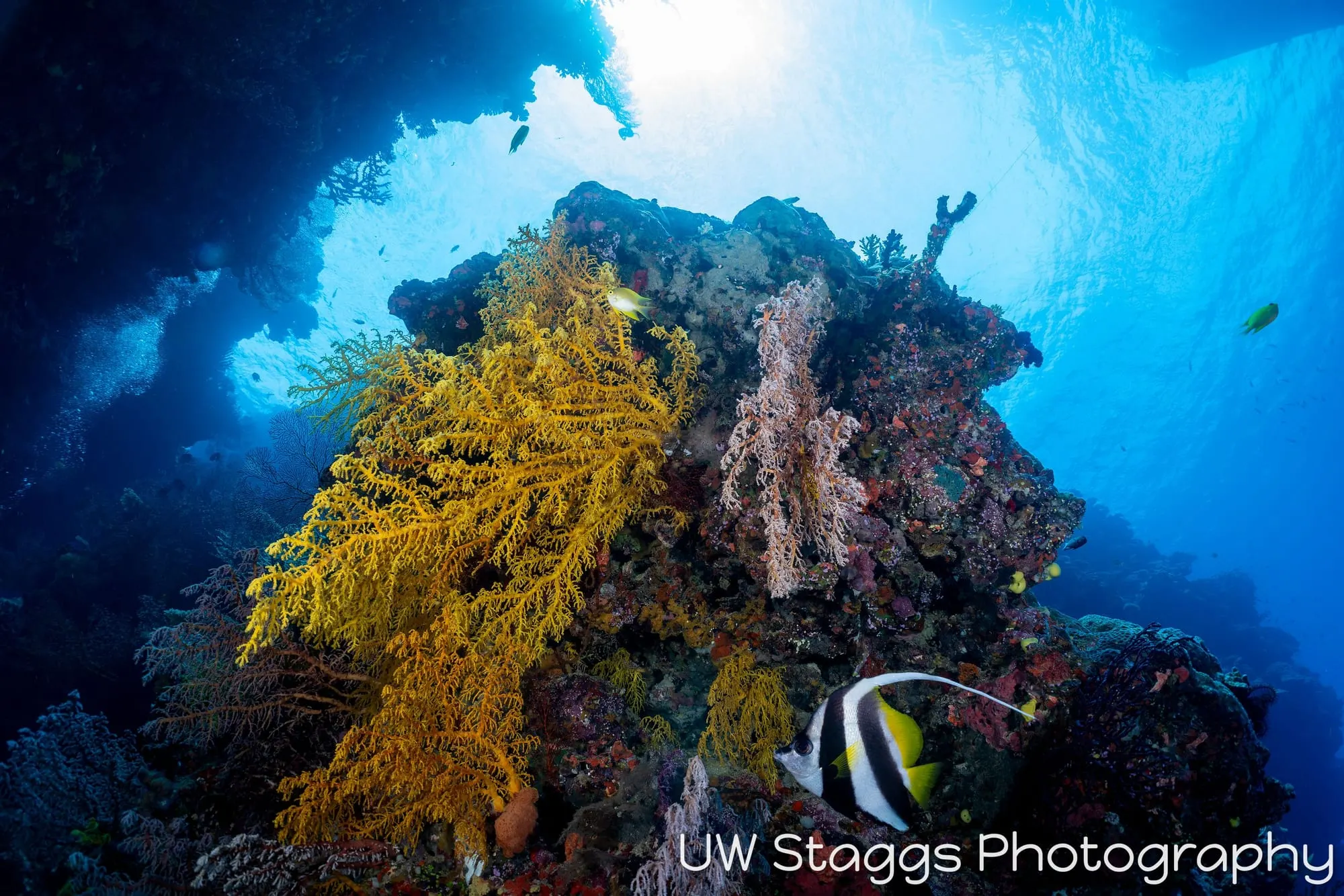 Reef Scene — Bligh Waters, Fiji