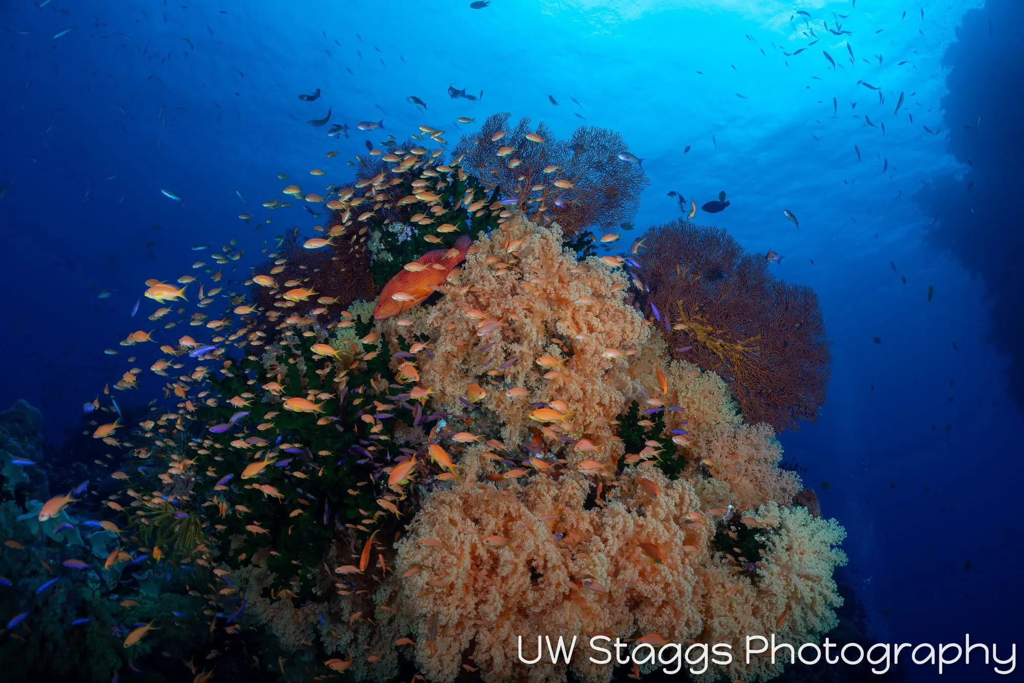 Reef Scene — Bligh Waters, Fiji