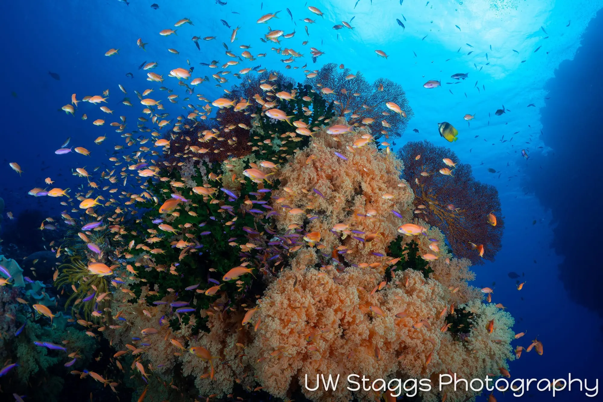 Reef Scene — Bligh Waters, Fiji