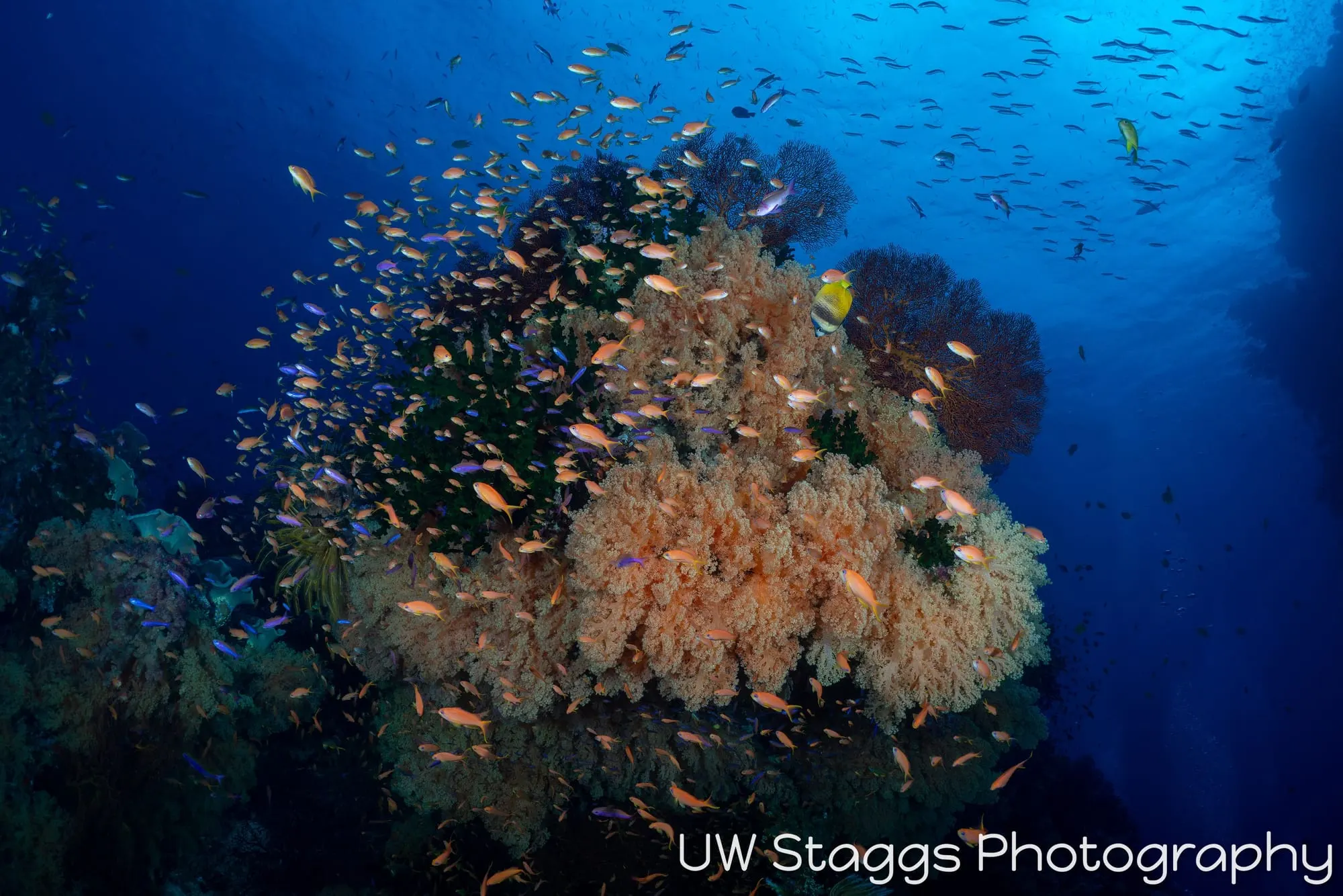 Reef Scene — Bligh Waters, Fiji