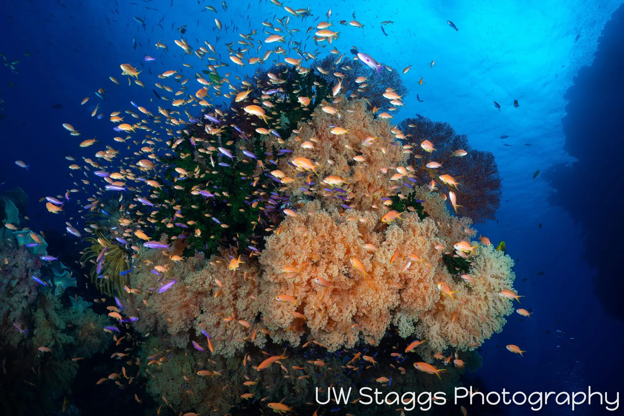 Reef Scene — Bligh Waters, Fiji