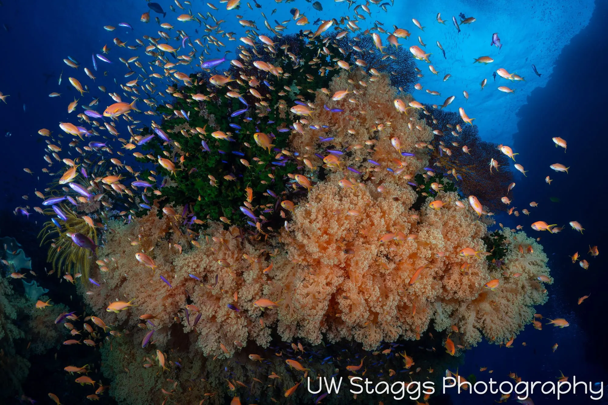 Reef Scene — Bligh Waters, Fiji