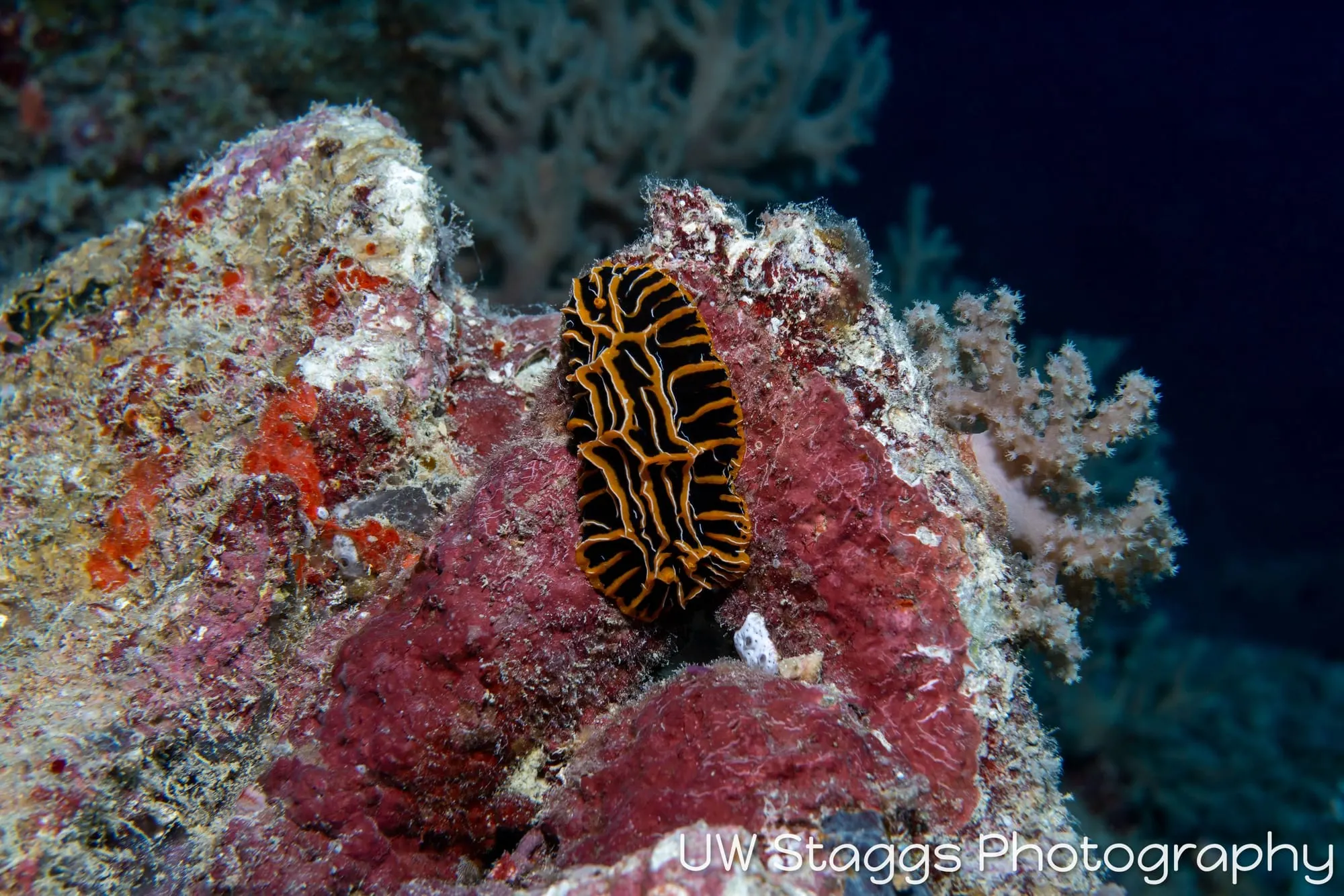 Reef Scene — Bligh Waters, Fiji