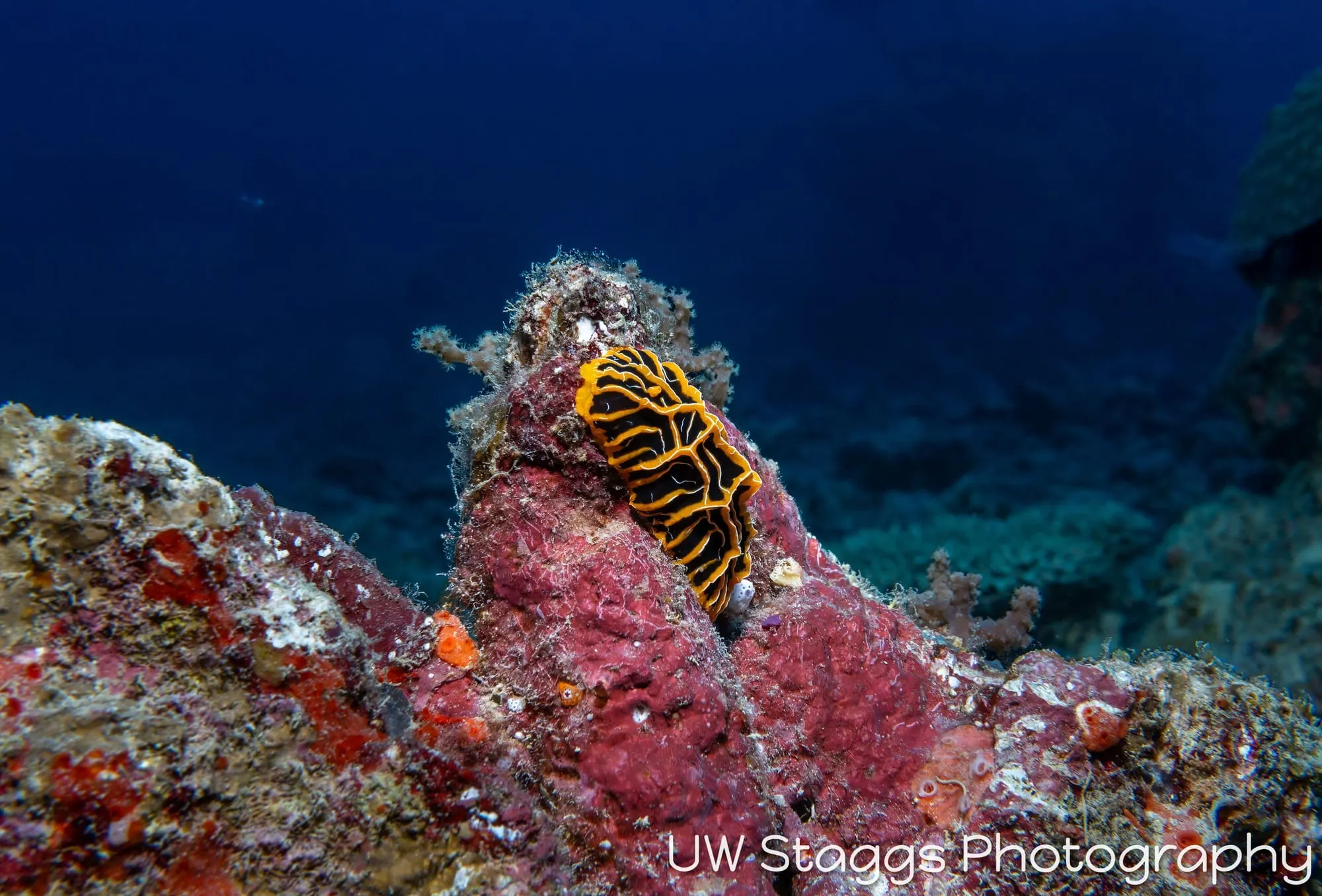 Reef Scene — Bligh Waters, Fiji