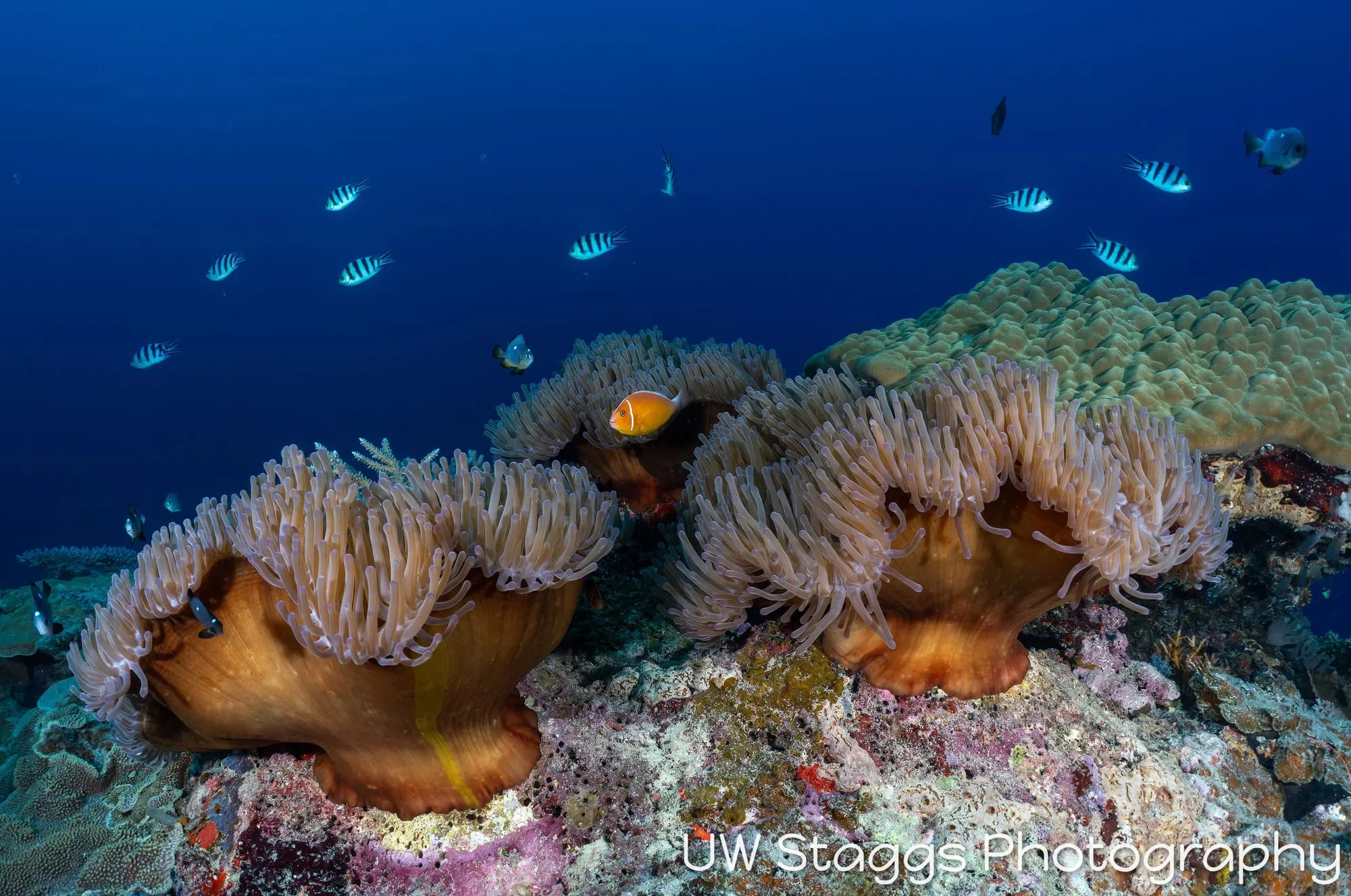 Reef Scene — Bligh Waters, Fiji