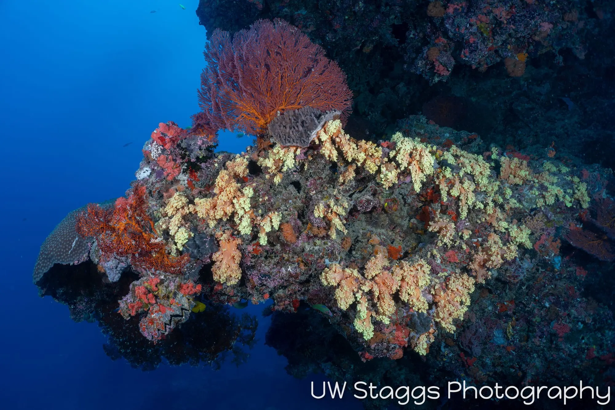 Reef Scene — Bligh Waters, Fiji