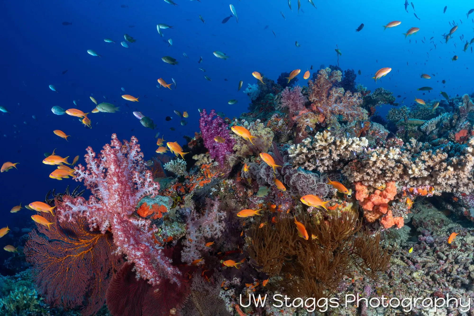 Reef Scene — Bligh Waters, Fiji