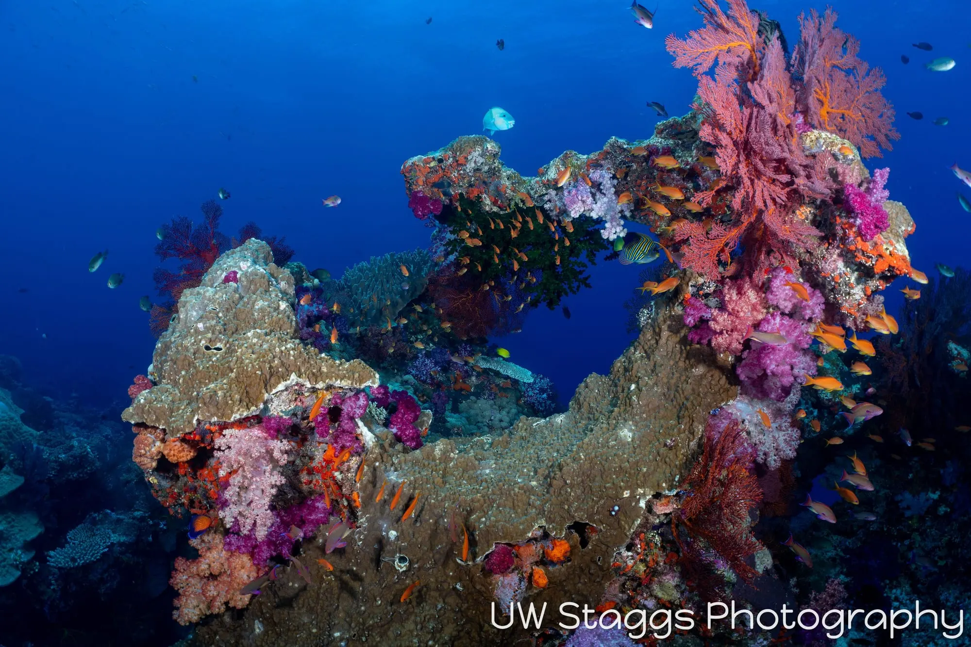 Reef Scene — Bligh Waters, Fiji