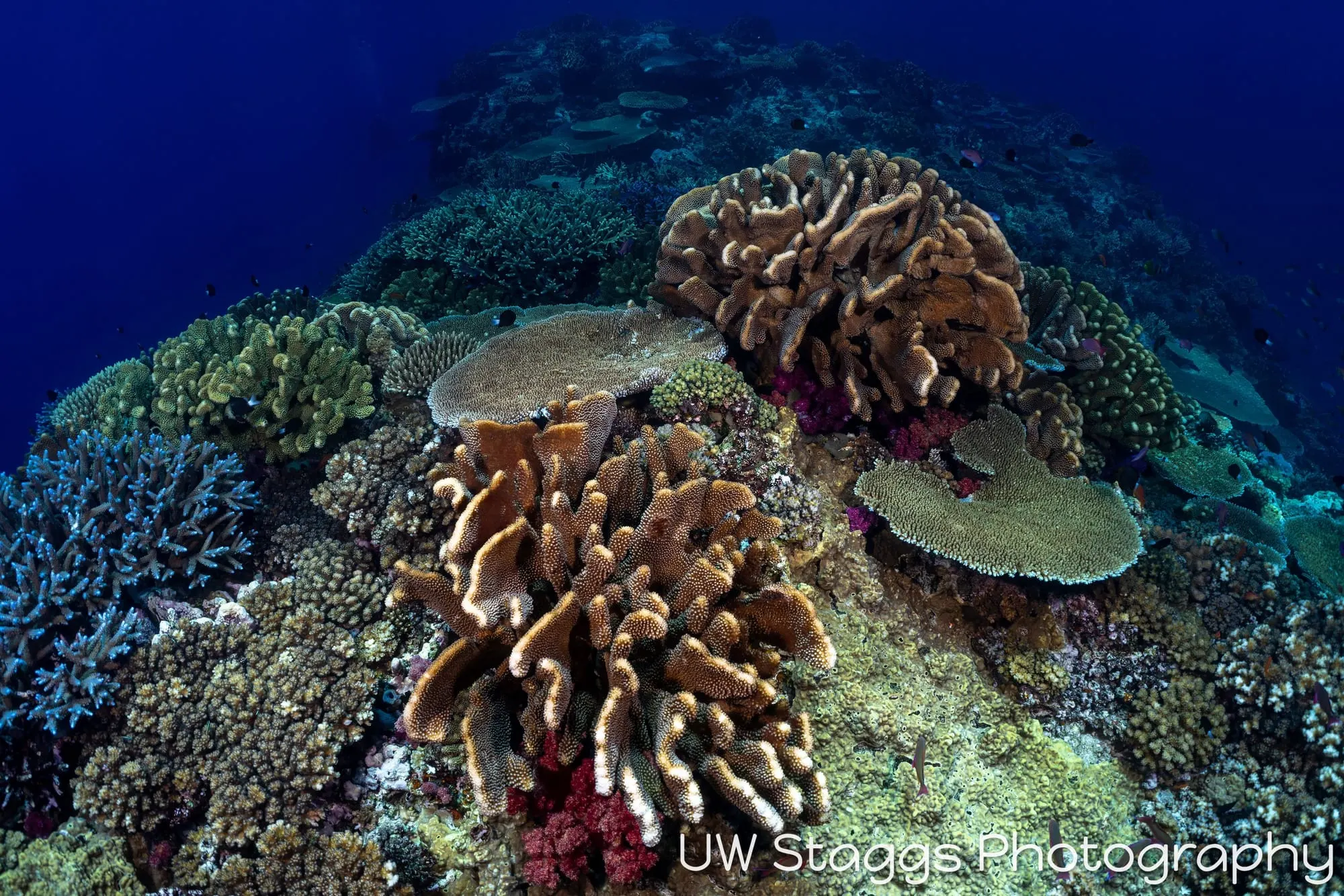 Reef Scene — Bligh Waters, Fiji