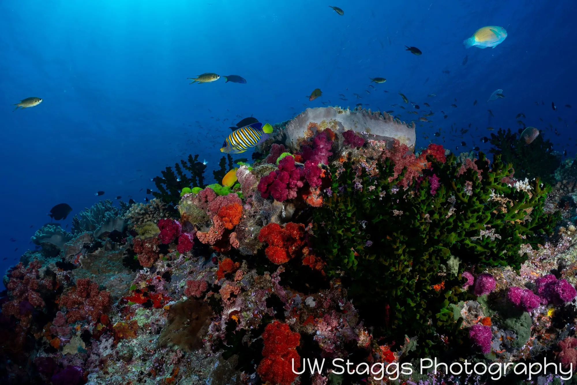 Reef Scene — Bligh Waters, Fiji