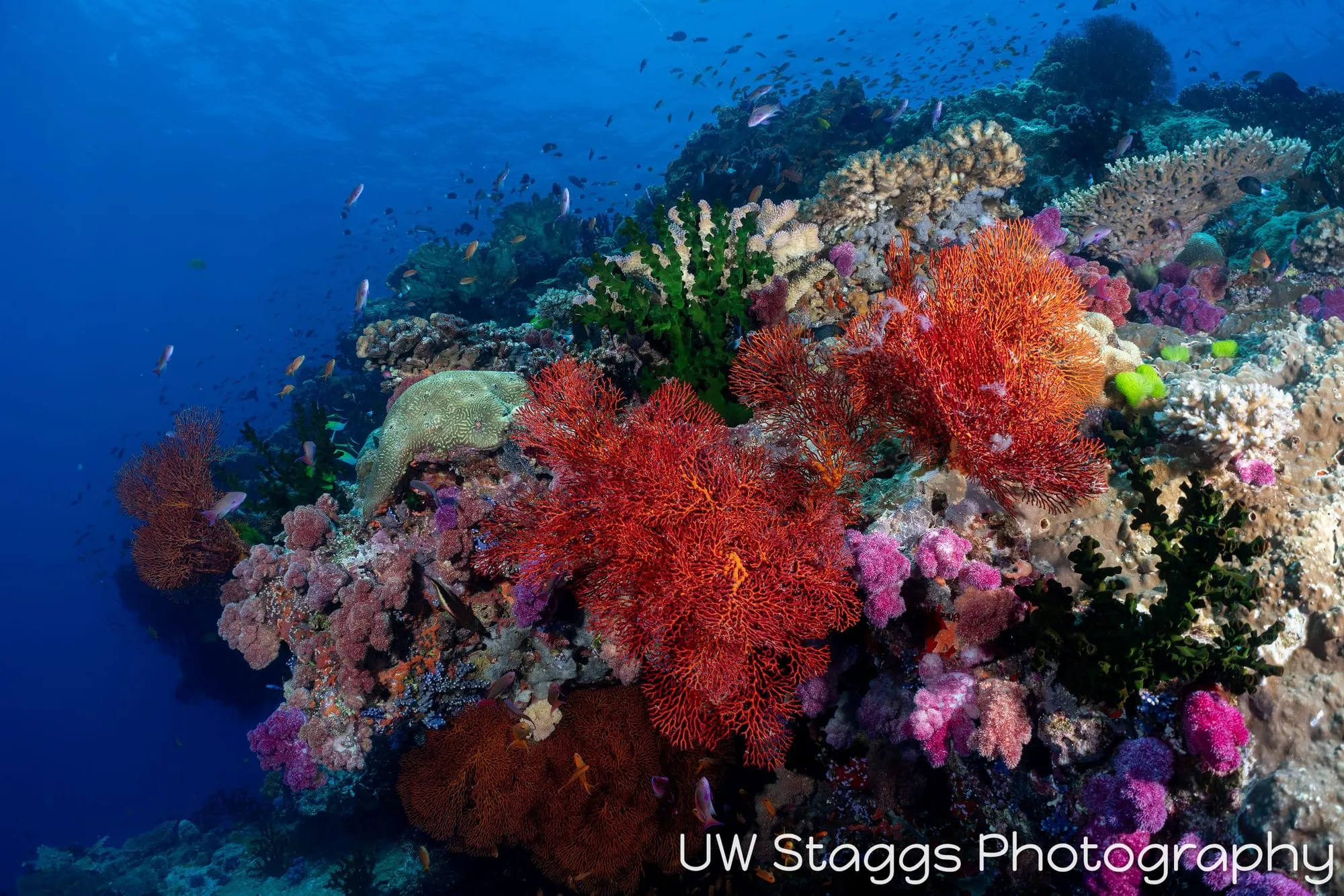 Reef Scene — Bligh Waters, Fiji