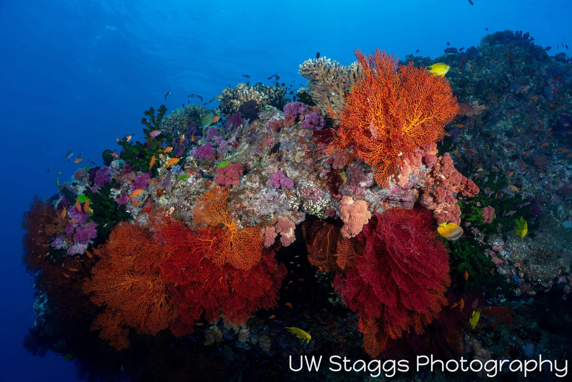 Reef Scene — Bligh Waters, Fiji