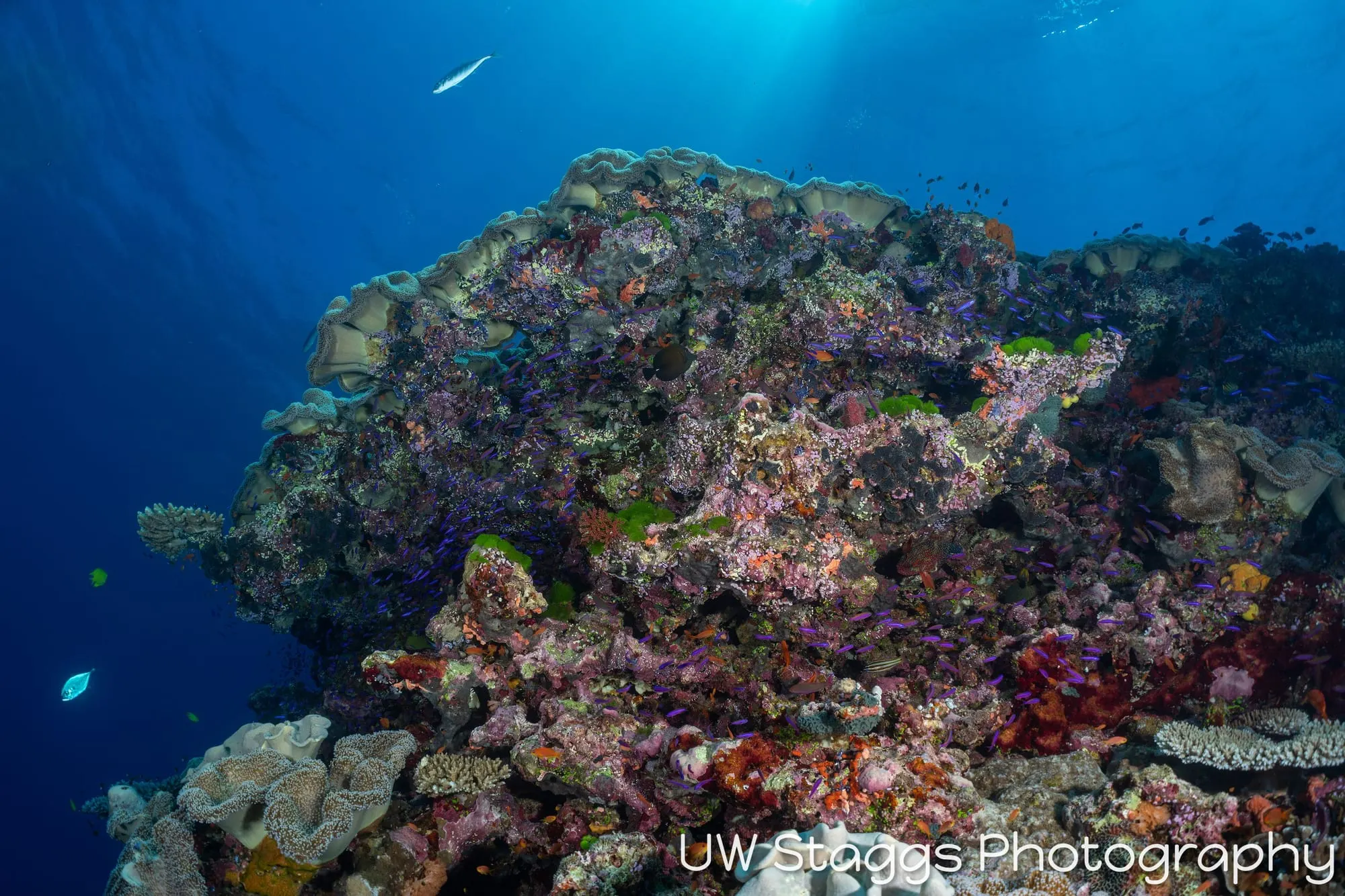 Reef Scene — Bligh Waters, Fiji