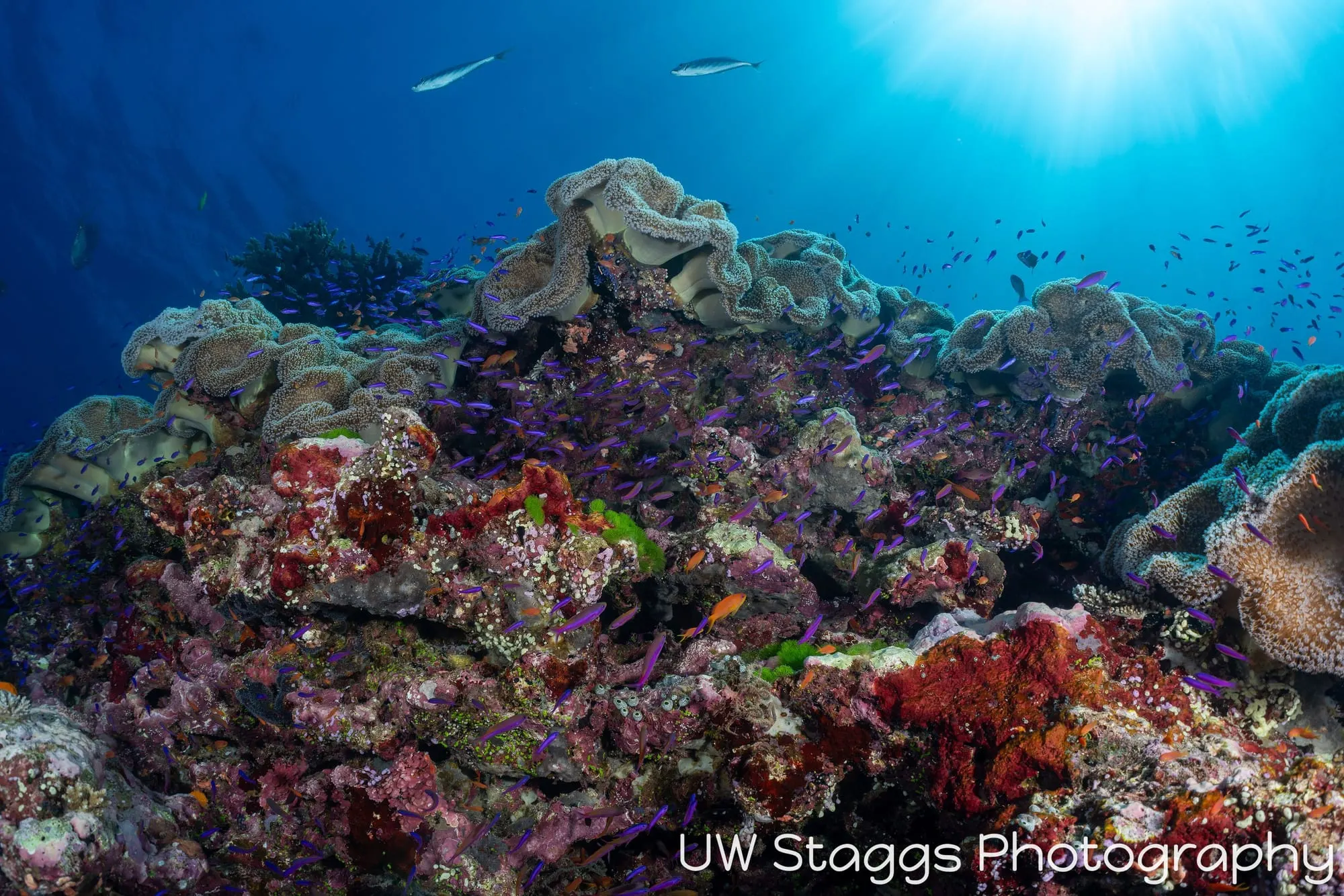 Reef Scene — Bligh Waters, Fiji