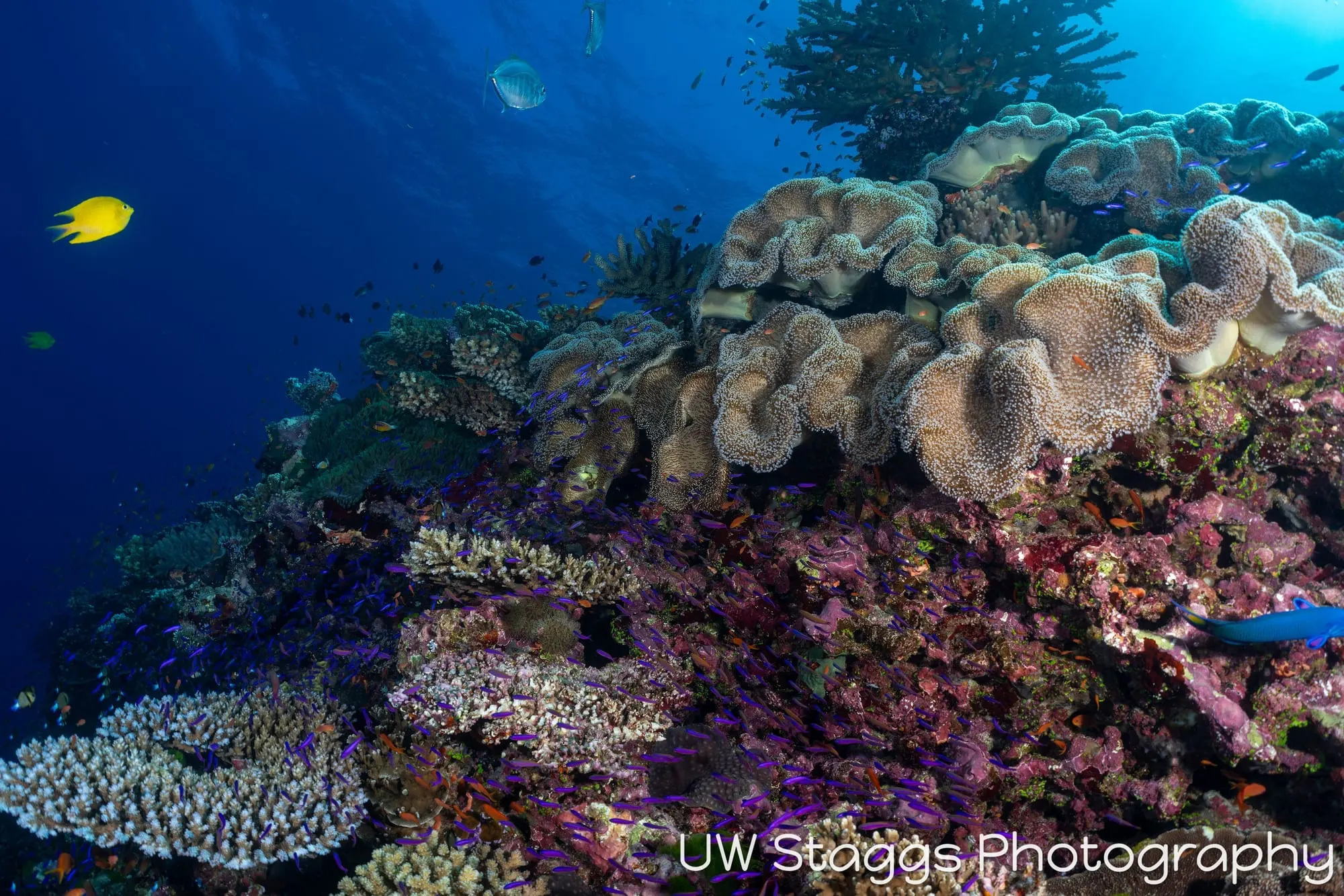 Reef Scene — Bligh Waters, Fiji