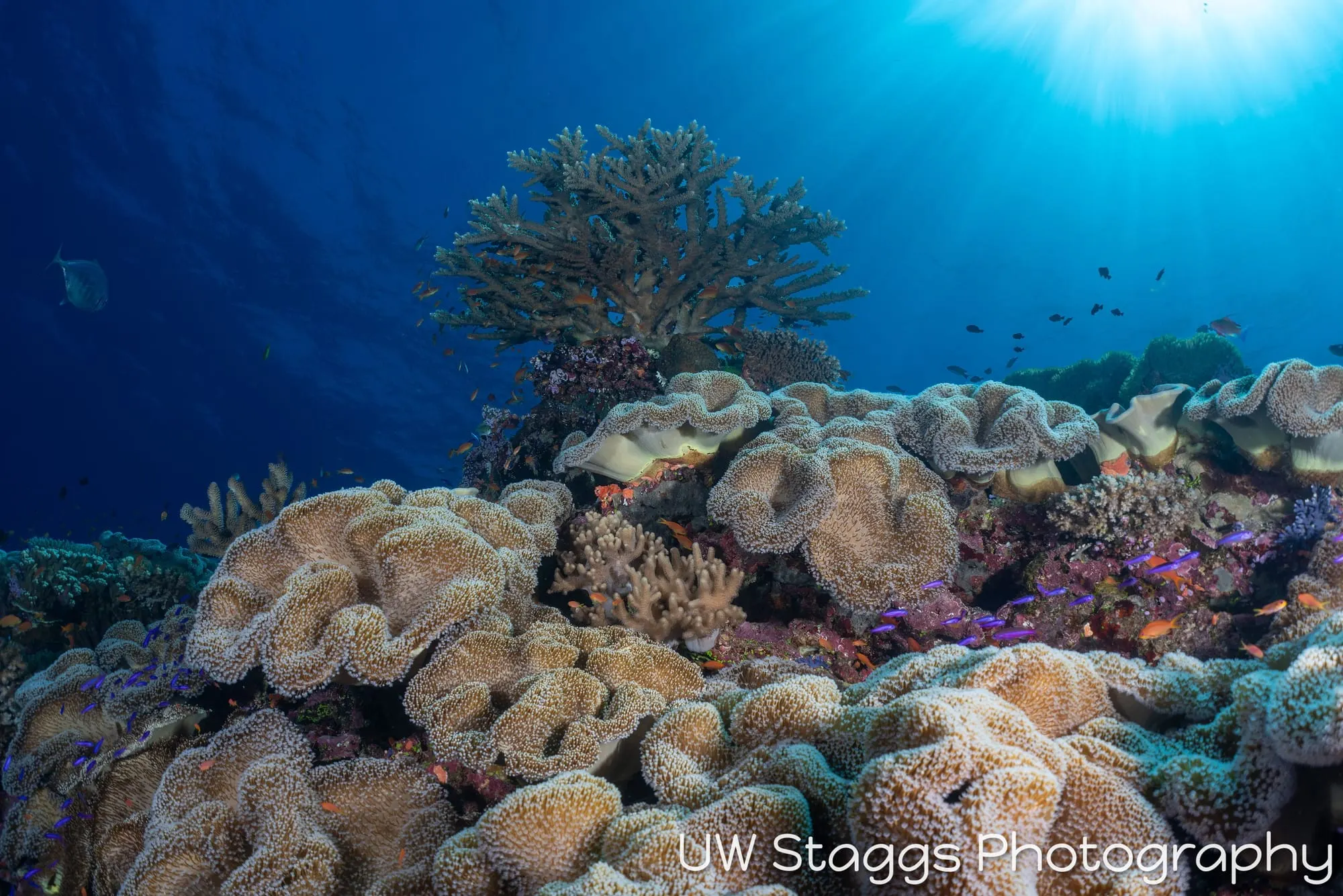 Reef Scene — Bligh Waters, Fiji
