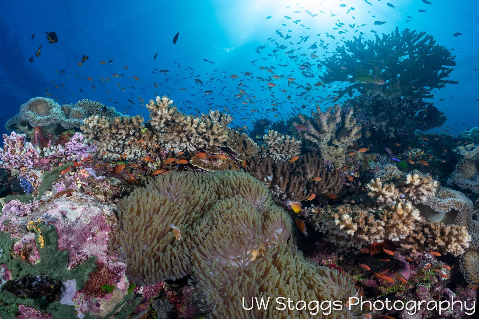 Reef Scene — Bligh Waters, Fiji