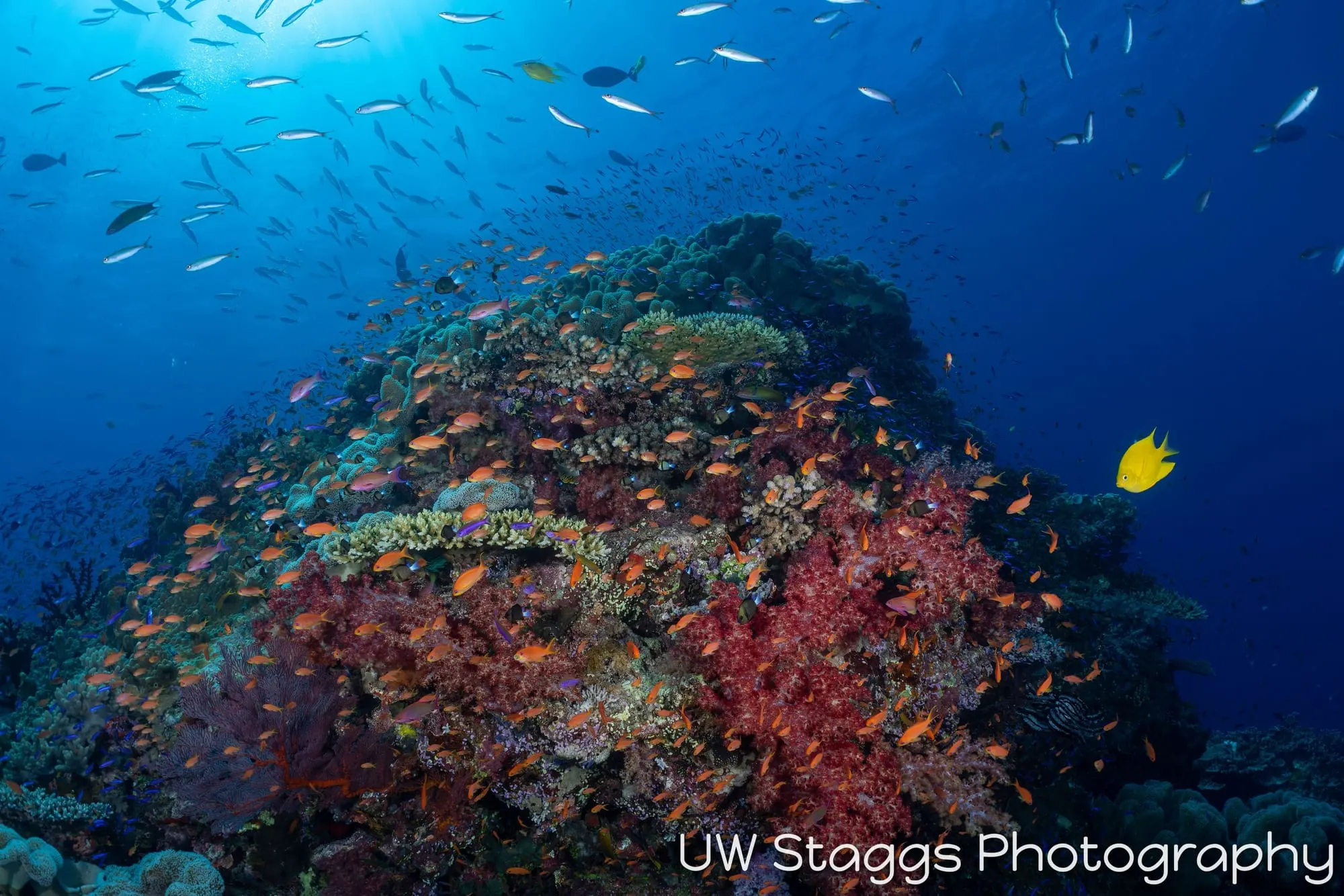 Reef Scene — Bligh Waters, Fiji