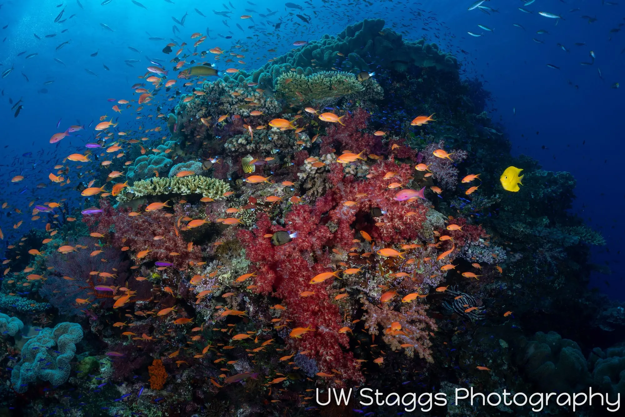 Reef Scene — Bligh Waters, Fiji