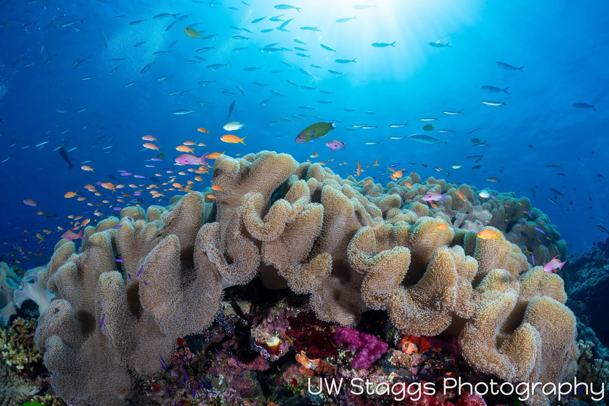 Reef Scene — Bligh Waters, Fiji