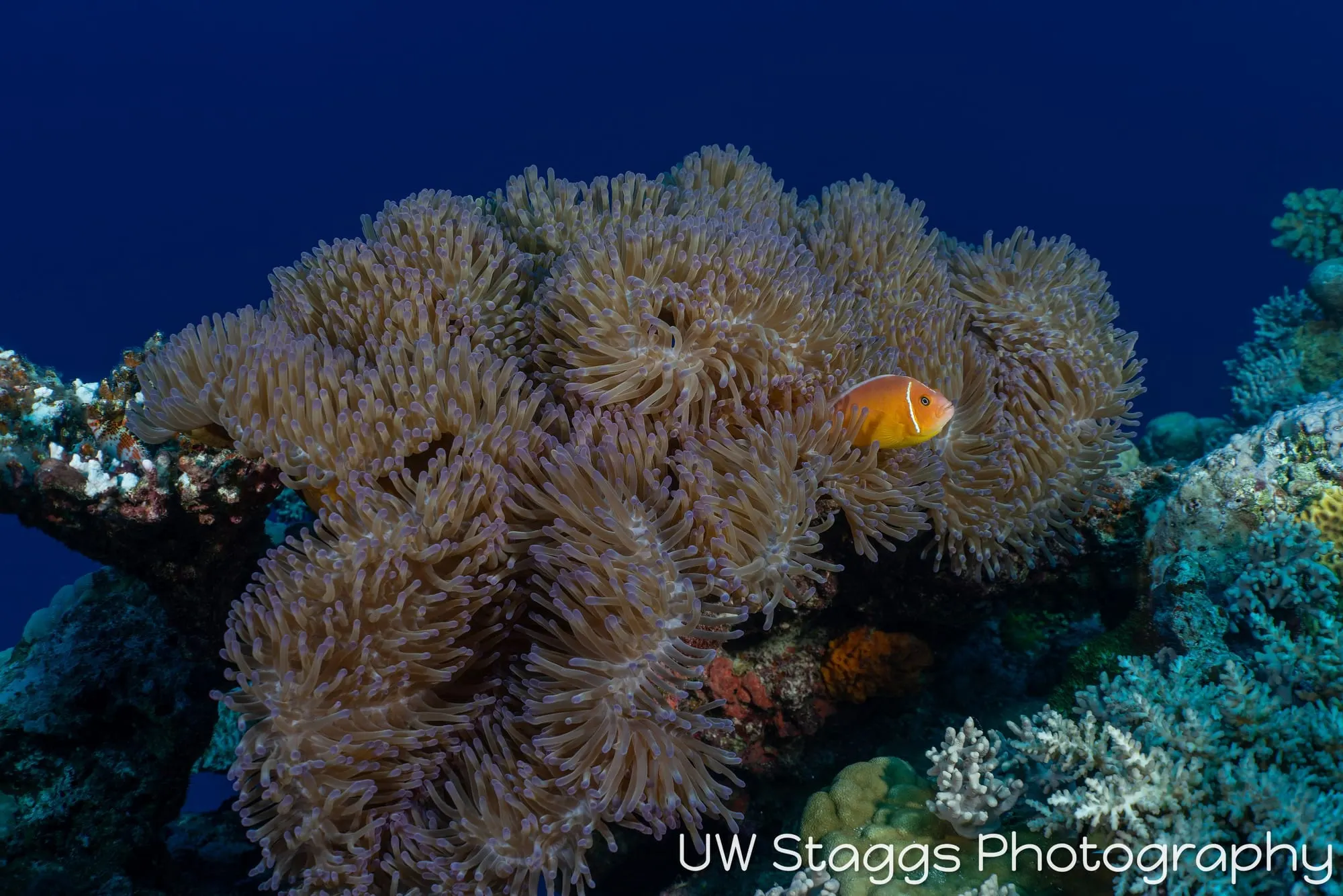 Reef Scene — Bligh Waters, Fiji