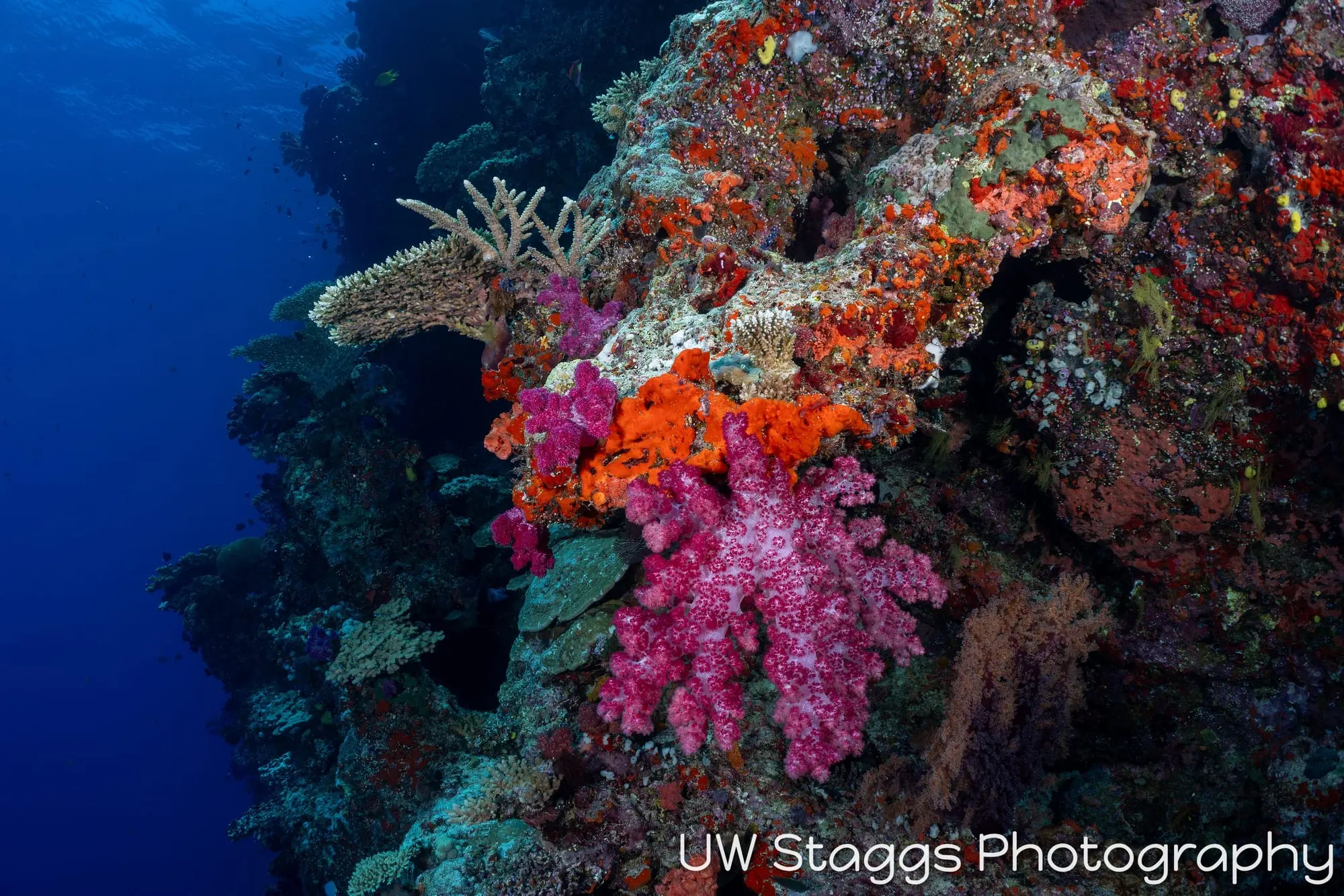 Reef Scene — Bligh Waters, Fiji