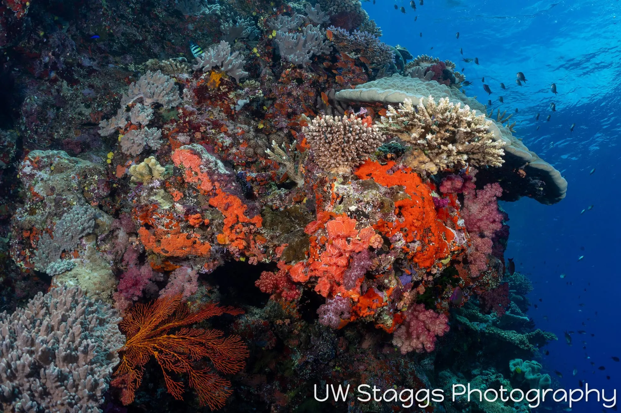 Reef Scene — Bligh Waters, Fiji