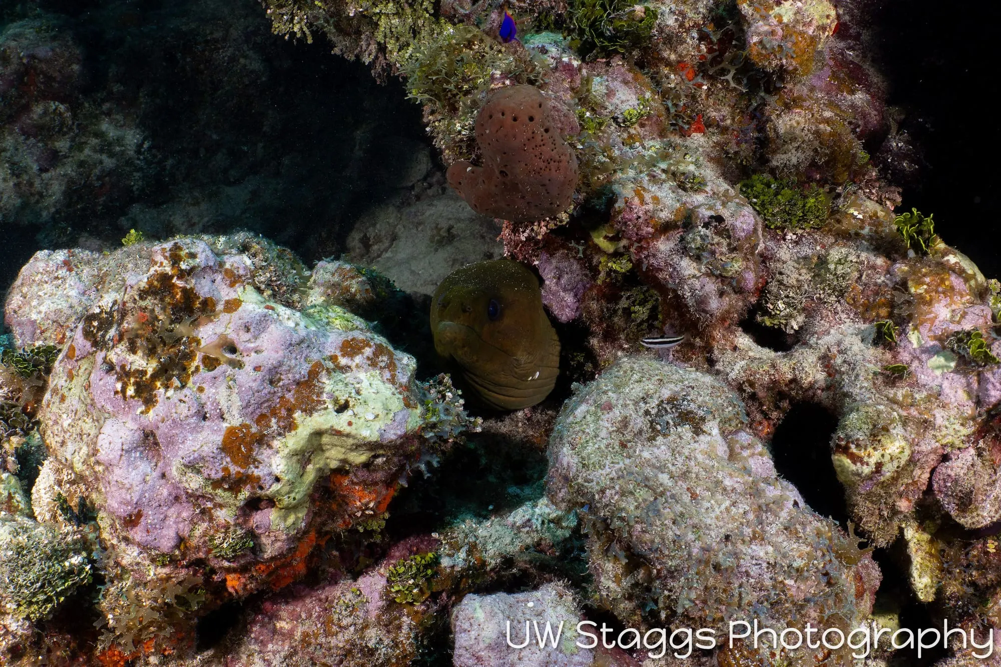 Reef Scene — Gardens of the Queen, Cuba