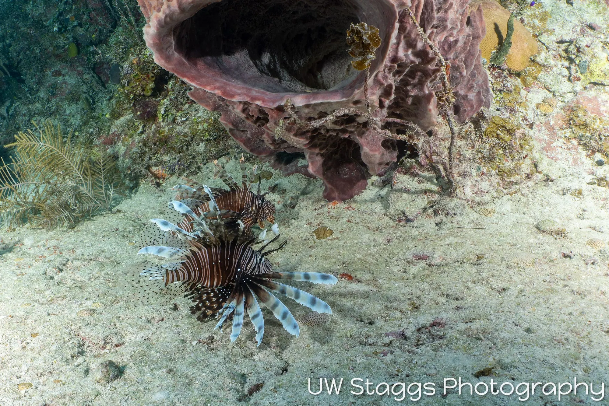 Reef Scene — Gardens of the Queen, Cuba