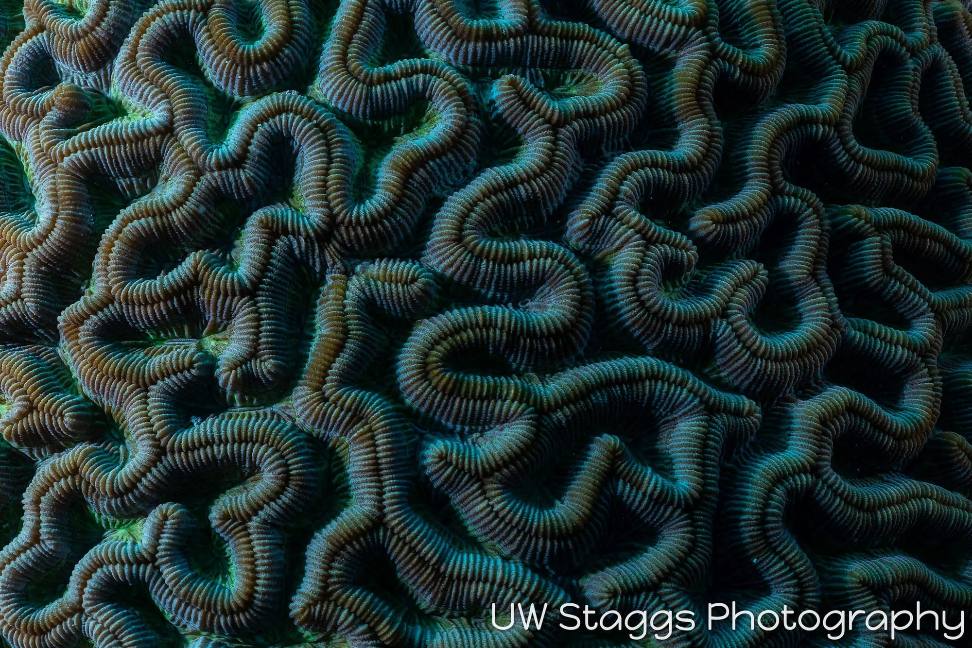 Reef Scene — Gardens of the Queen, Cuba