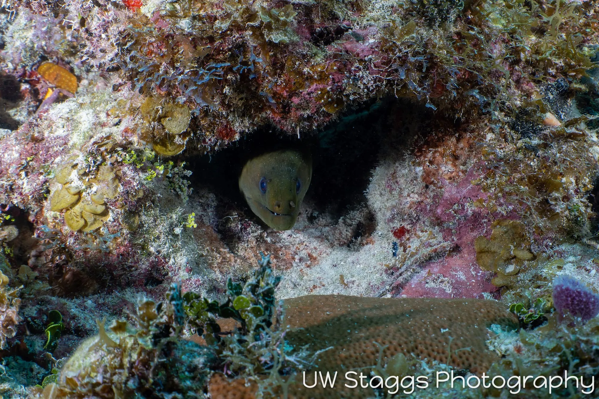 Reef Scene — Gardens of the Queen, Cuba