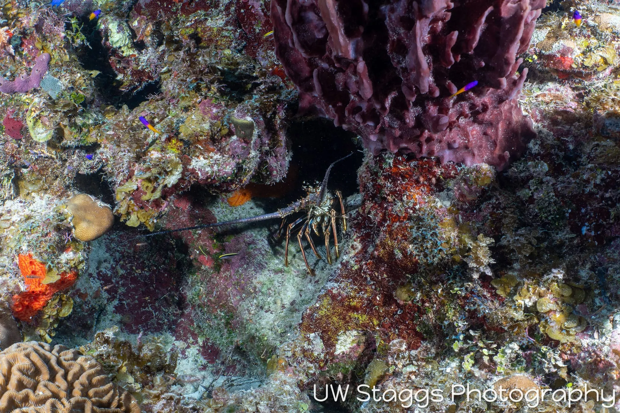Reef Scene — Gardens of the Queen, Cuba
