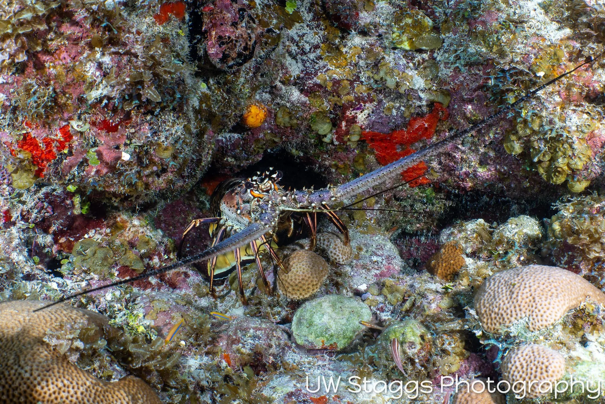 Reef Scene — Gardens of the Queen, Cuba