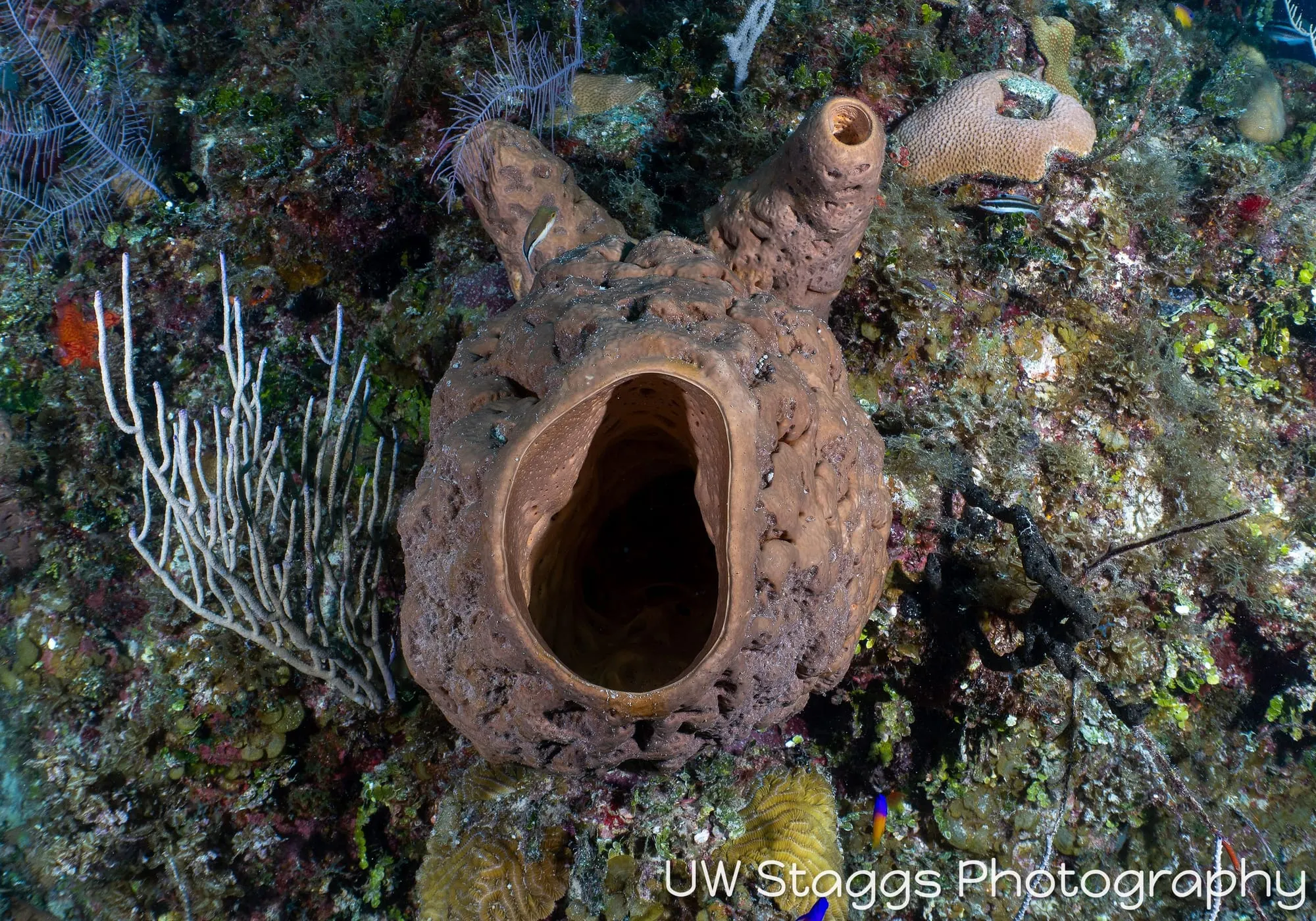 Reef Scene — Gardens of the Queen, Cuba