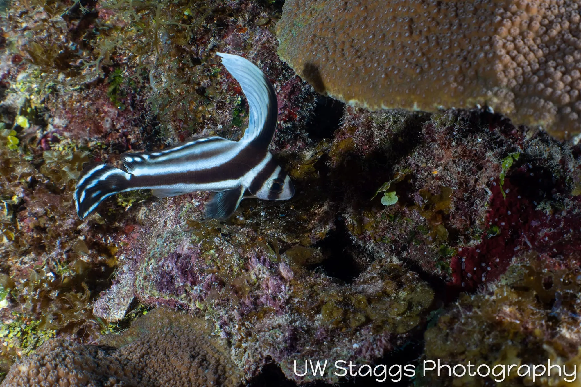 Reef Scene — Gardens of the Queen, Cuba