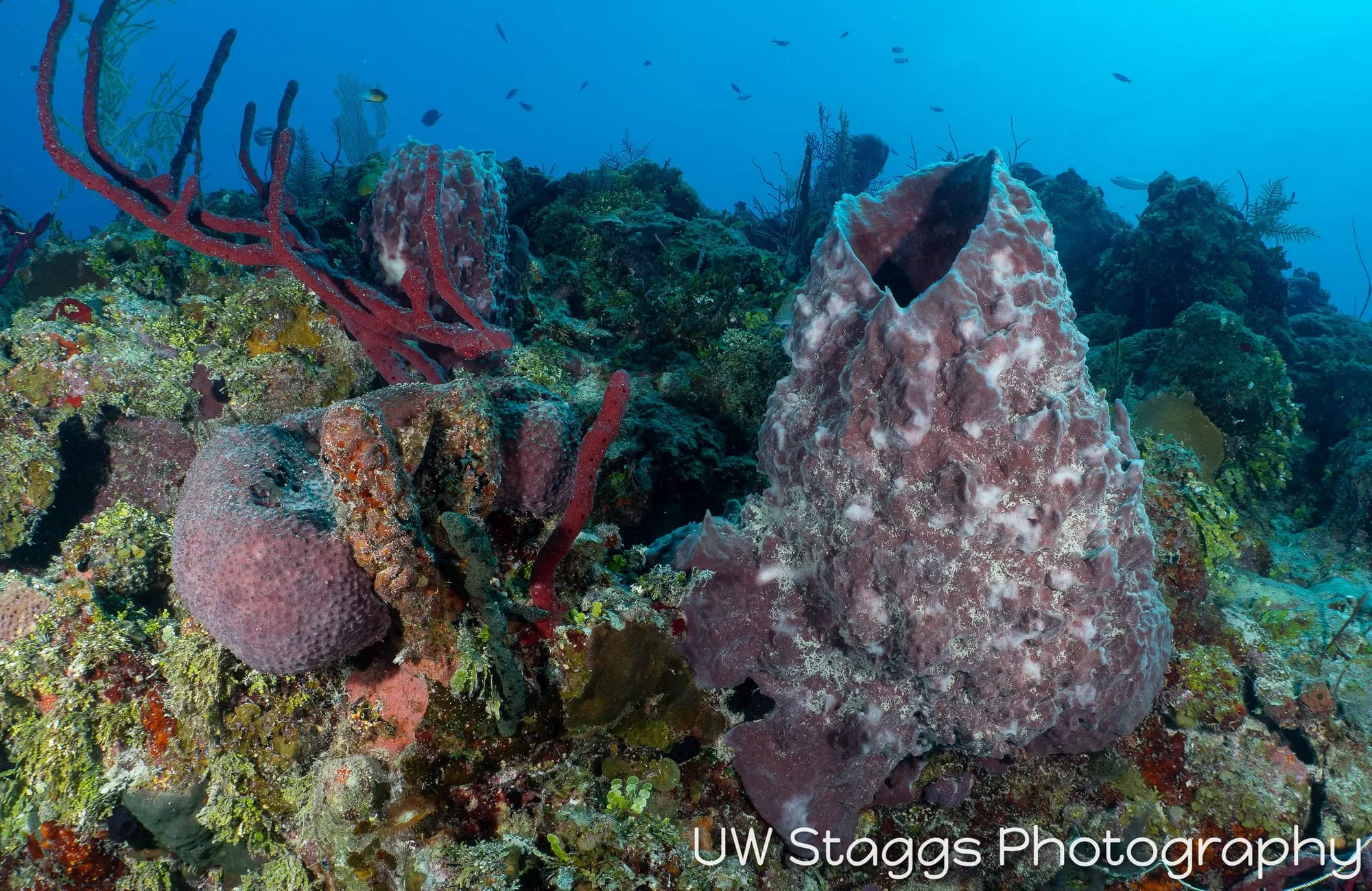 Reef Scene — Gardens of the Queen, Cuba