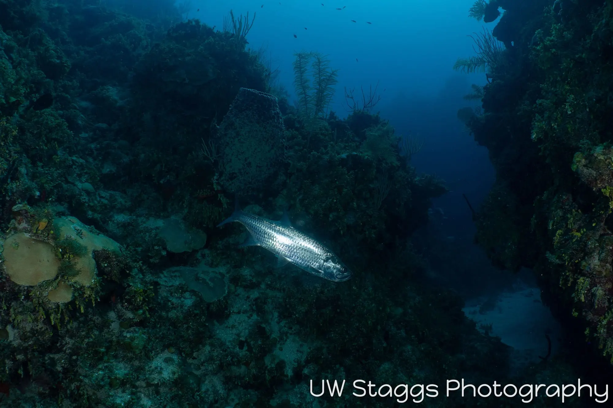 Reef Scene — Gardens of the Queen, Cuba